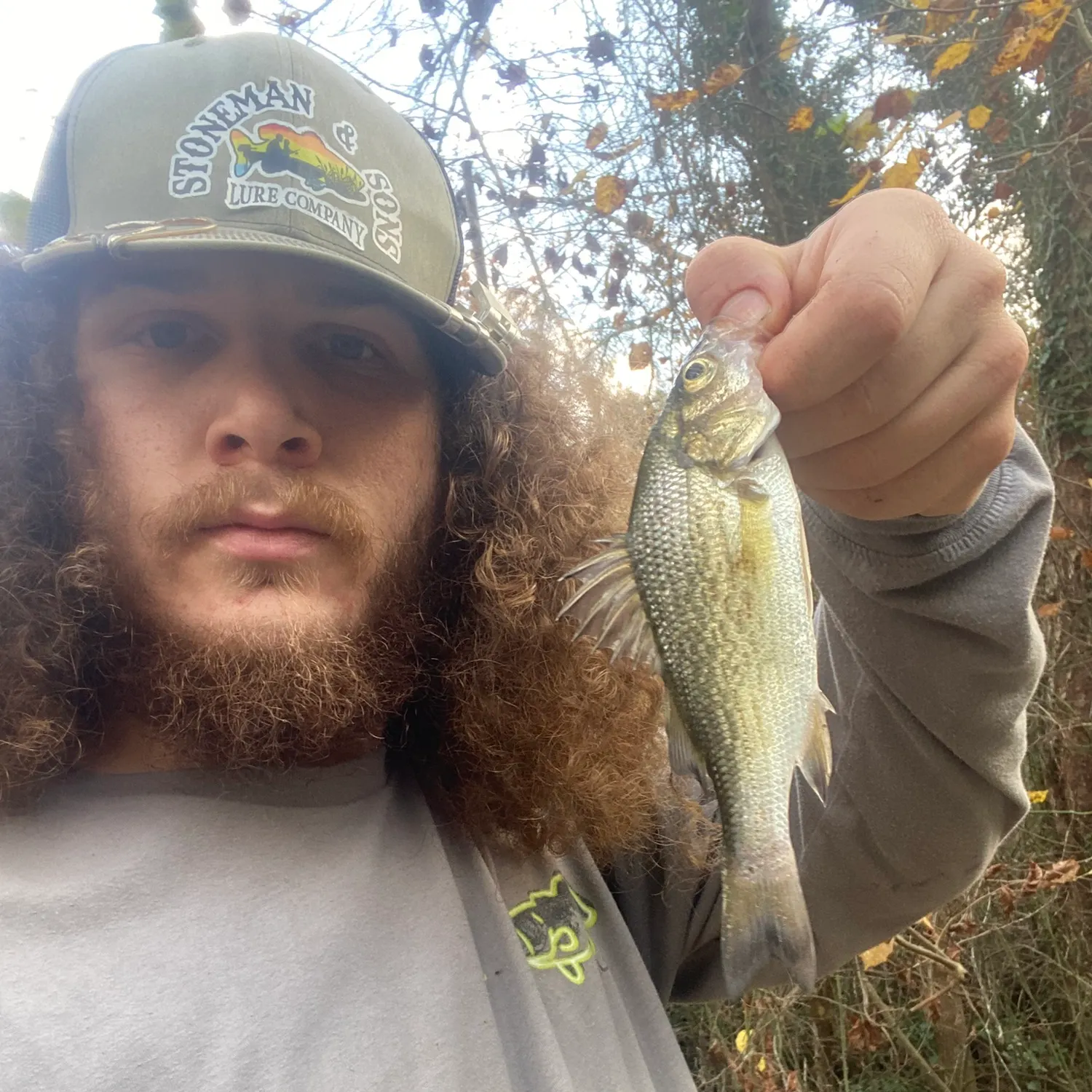 White perch caught on Fishbrain