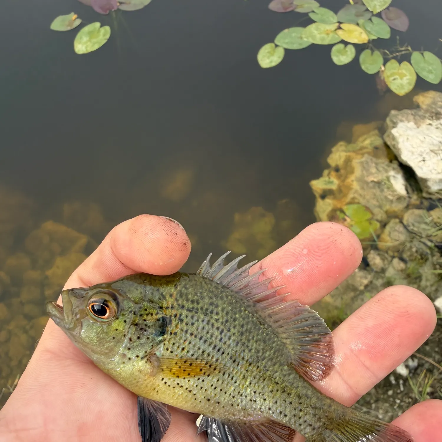Spotted sunfish caught on Fishbrain