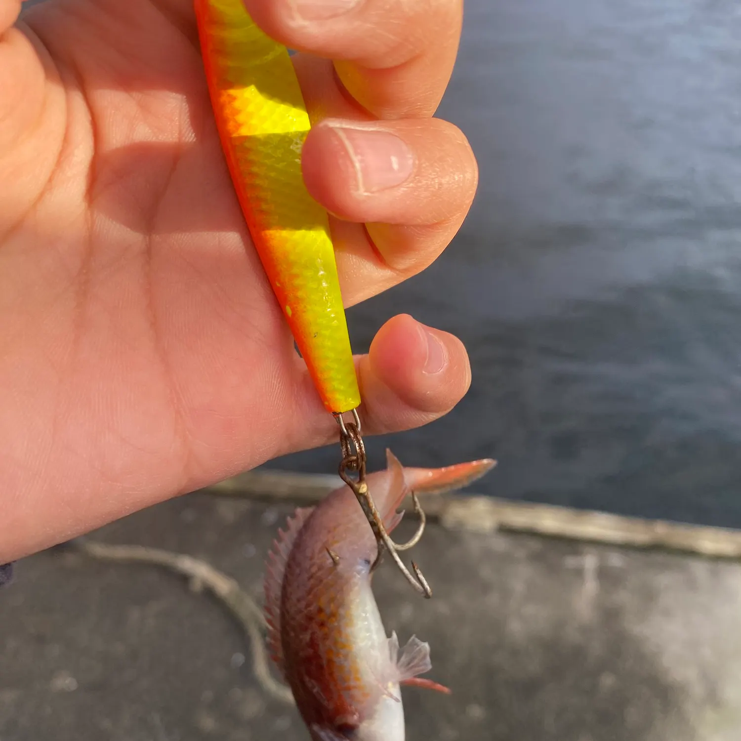 Cuckoo wrasse caught on Fishbrain