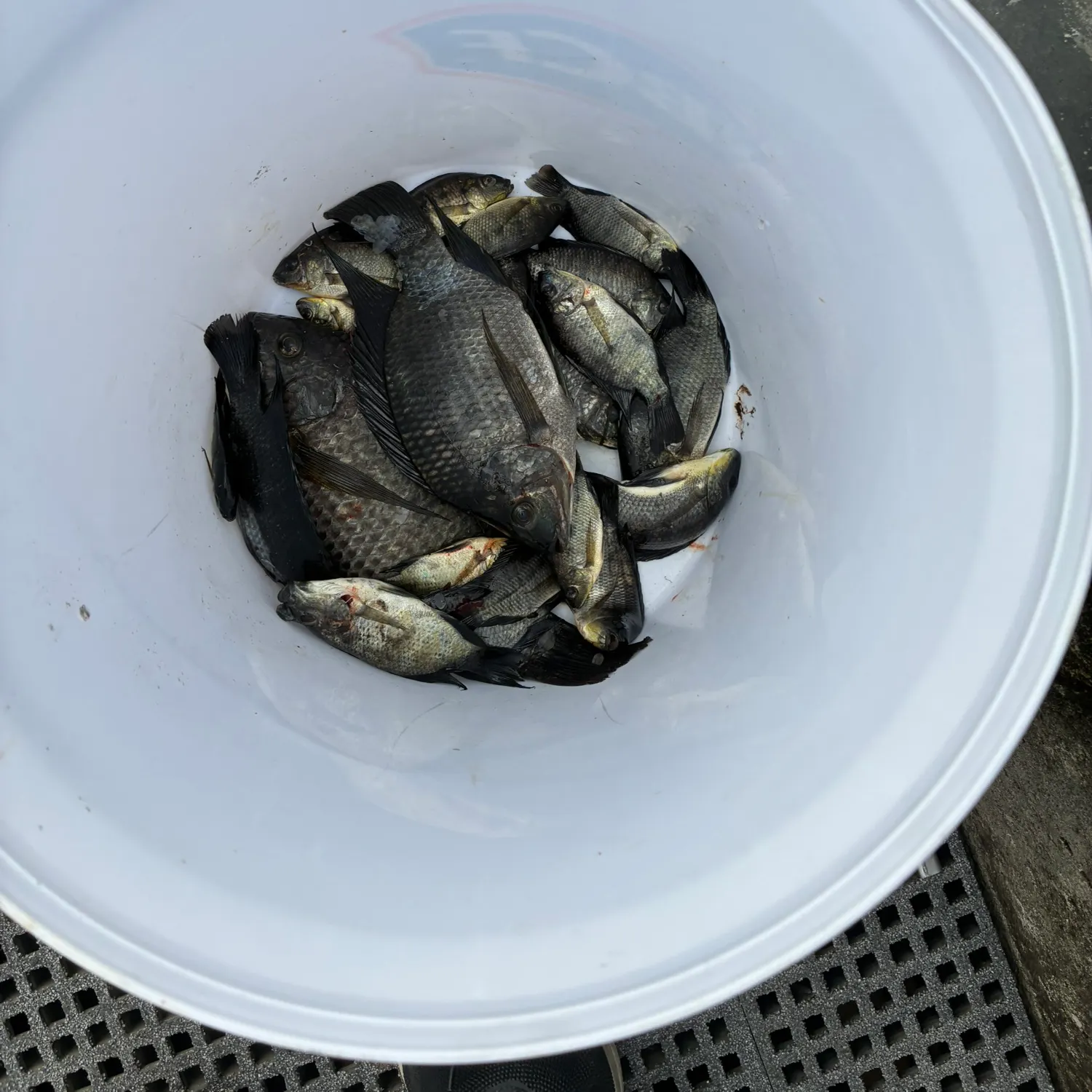 The most recent Longfin tilapia catches on Fishbrain