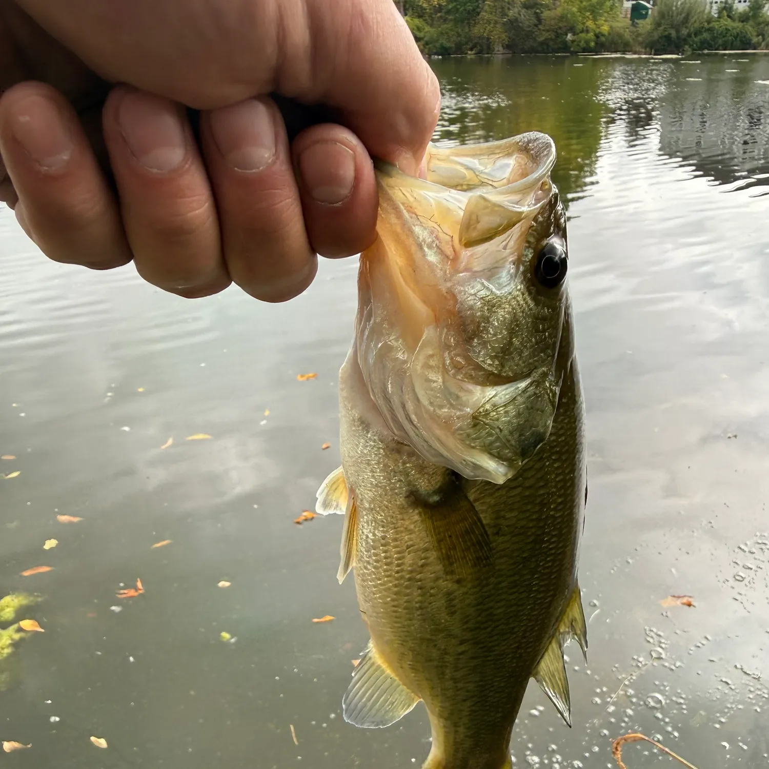 Fishing in Rochester, NY (United States) ️️️️ Find Spots, Species & Tips