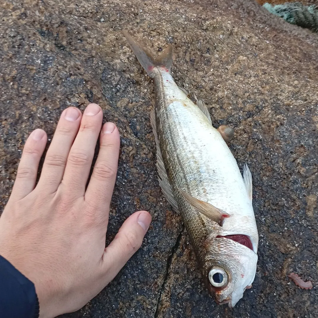 The most recent Bogue catches on Fishbrain