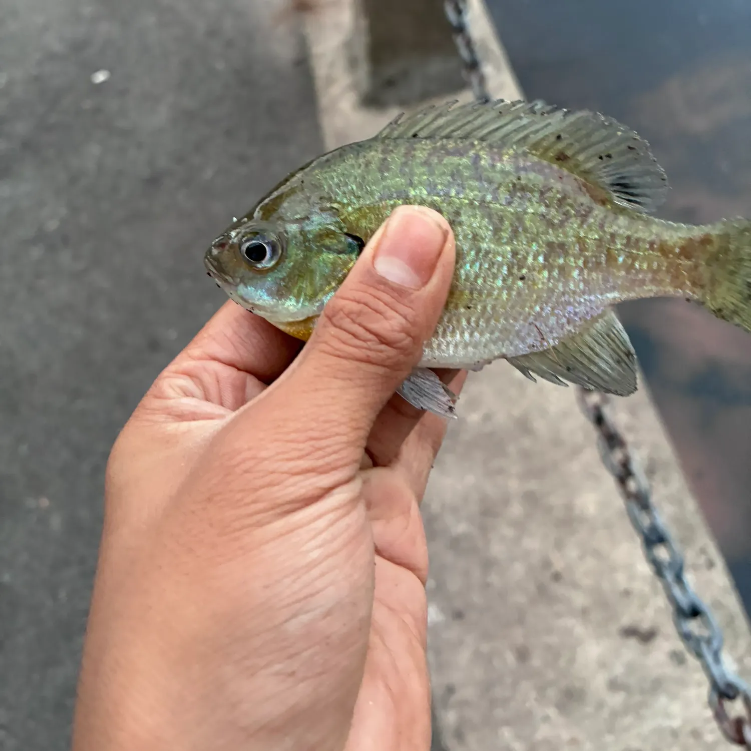 Bluegill caught on Fishbrain