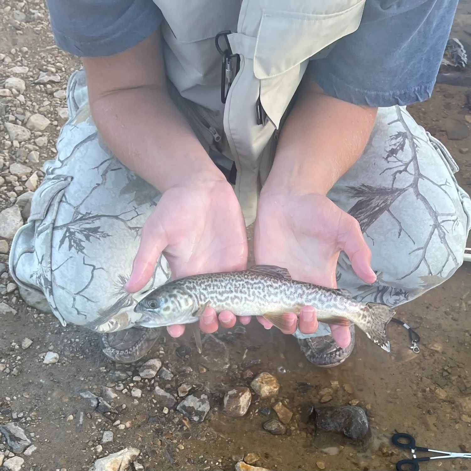 Tiger trout caught on Fishbrain