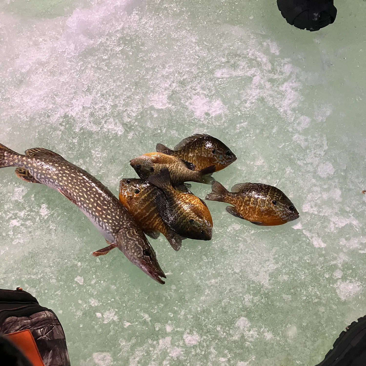 recently logged catches