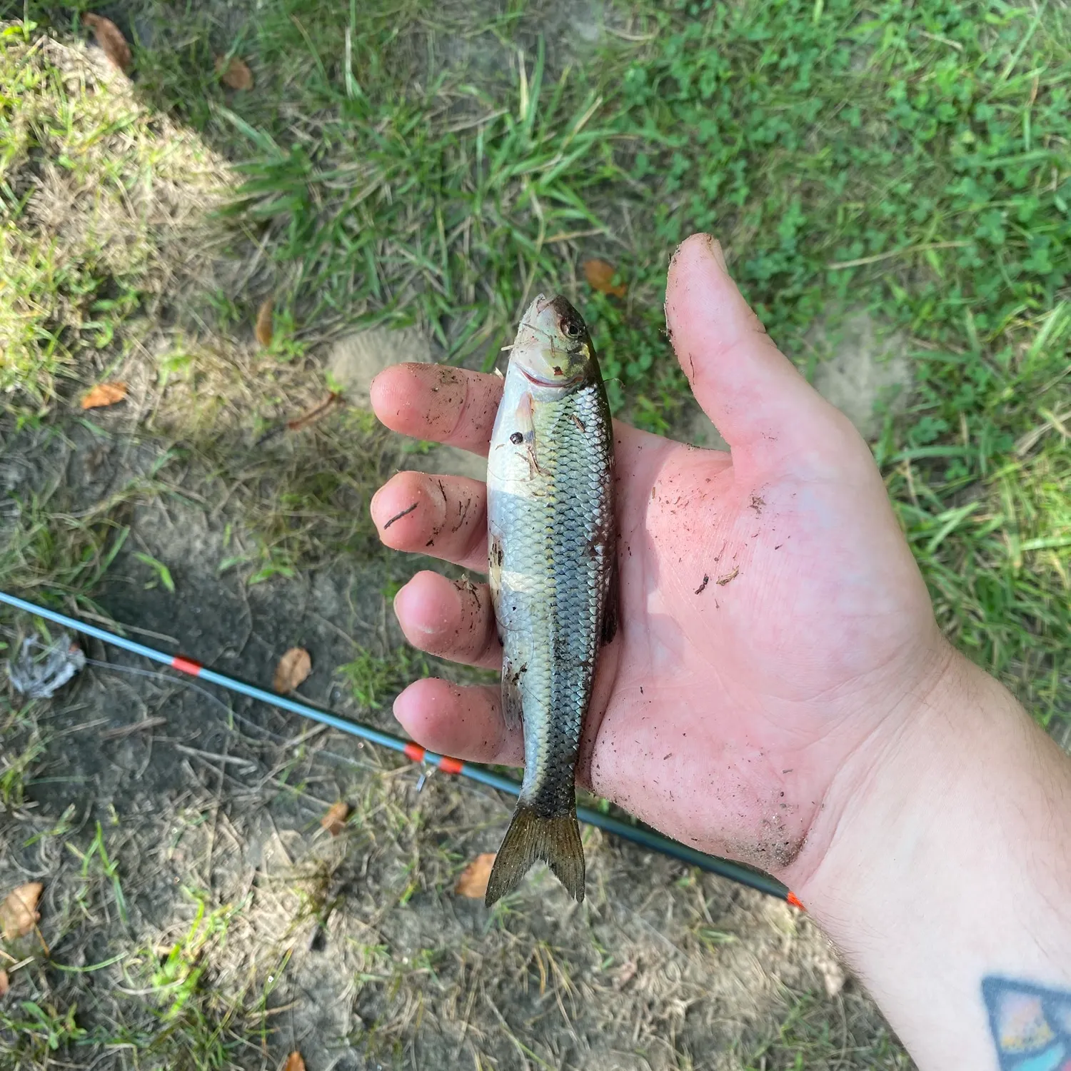 Fallfish caught on Fishbrain