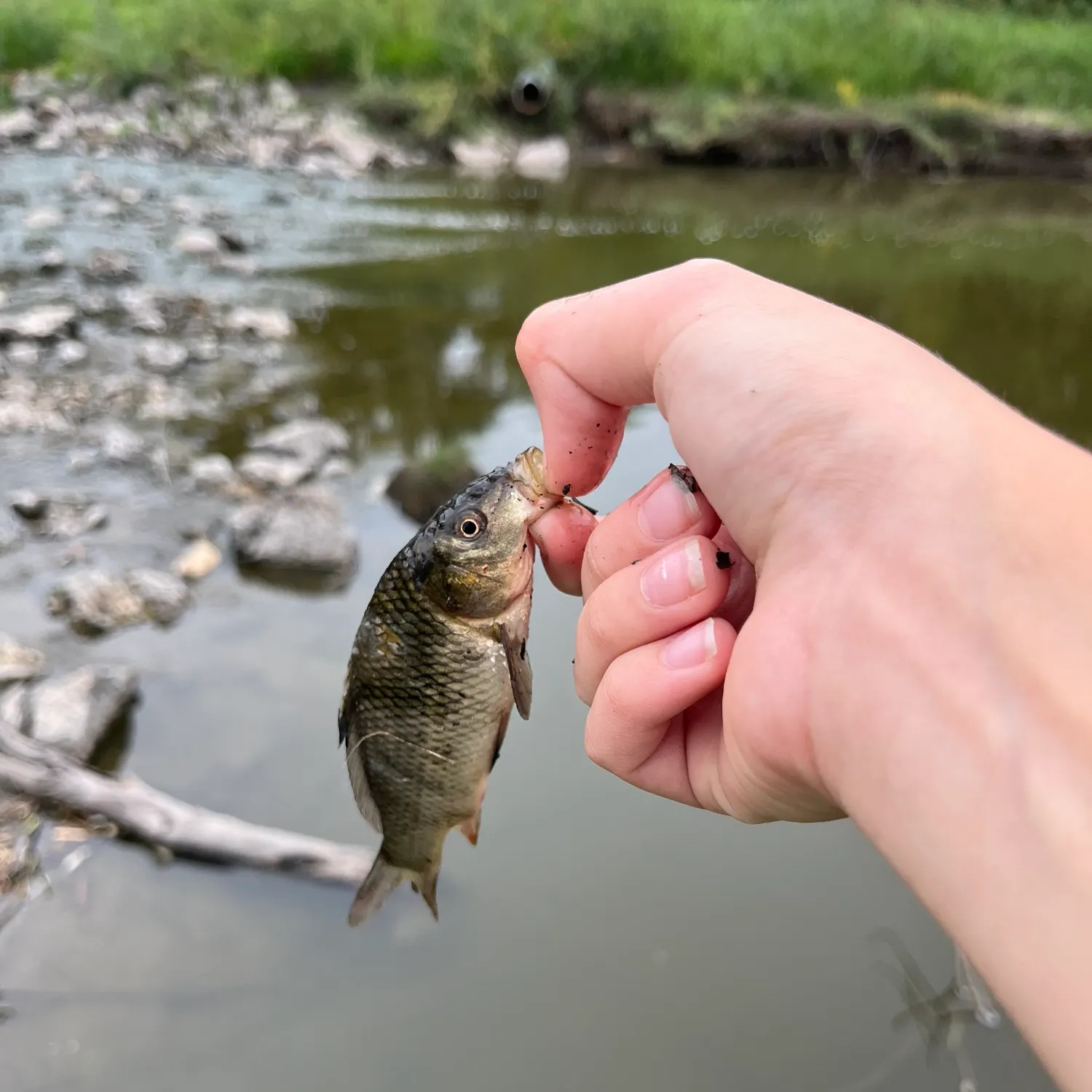 Common carp caught on Fishbrain