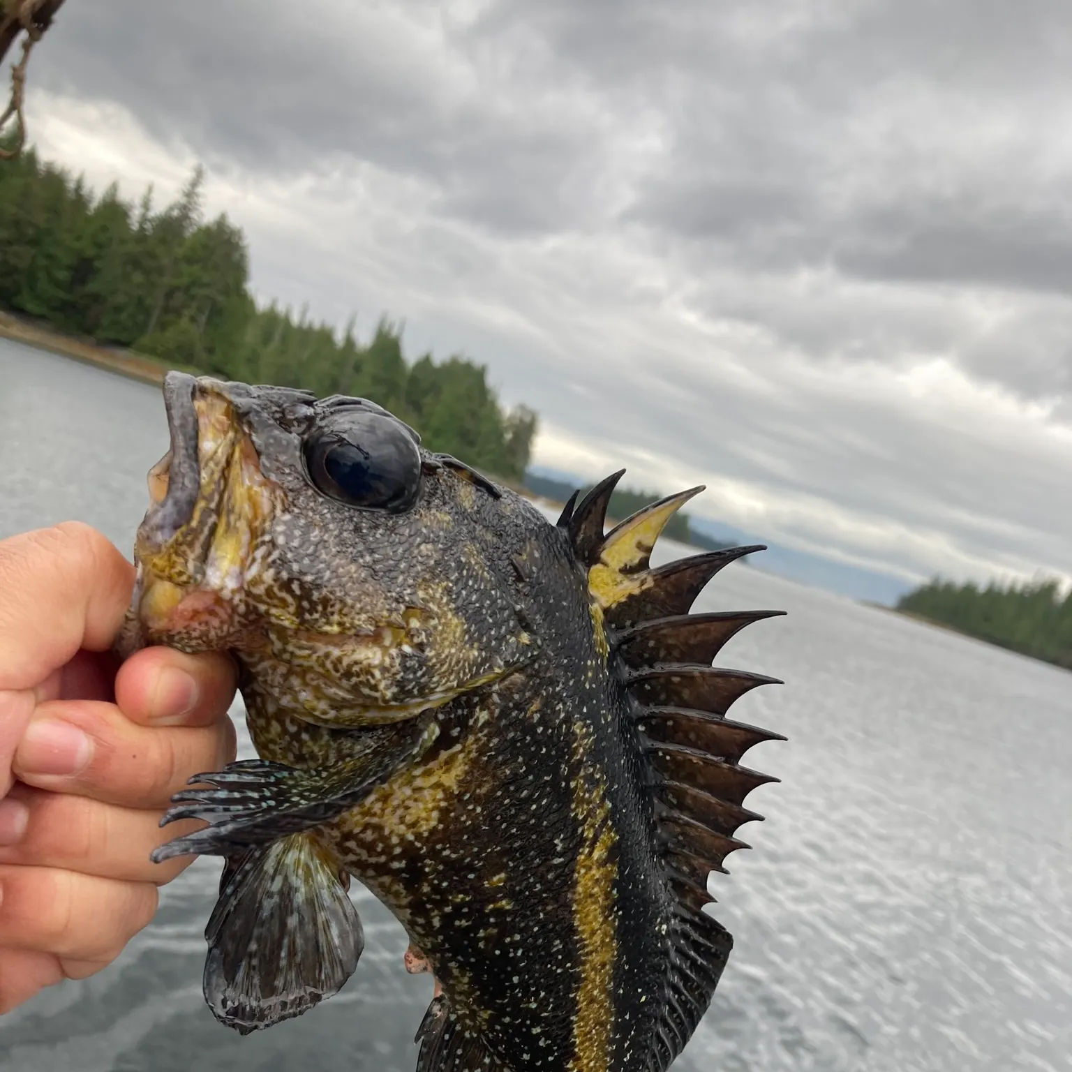 The most recent China rockfish catches on Fishbrain