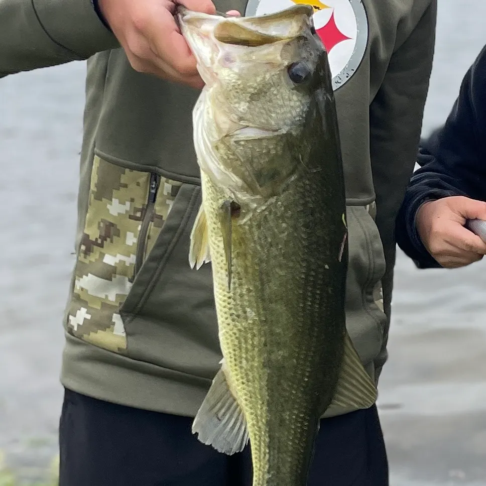 Largemouth bass caught on Fishbrain