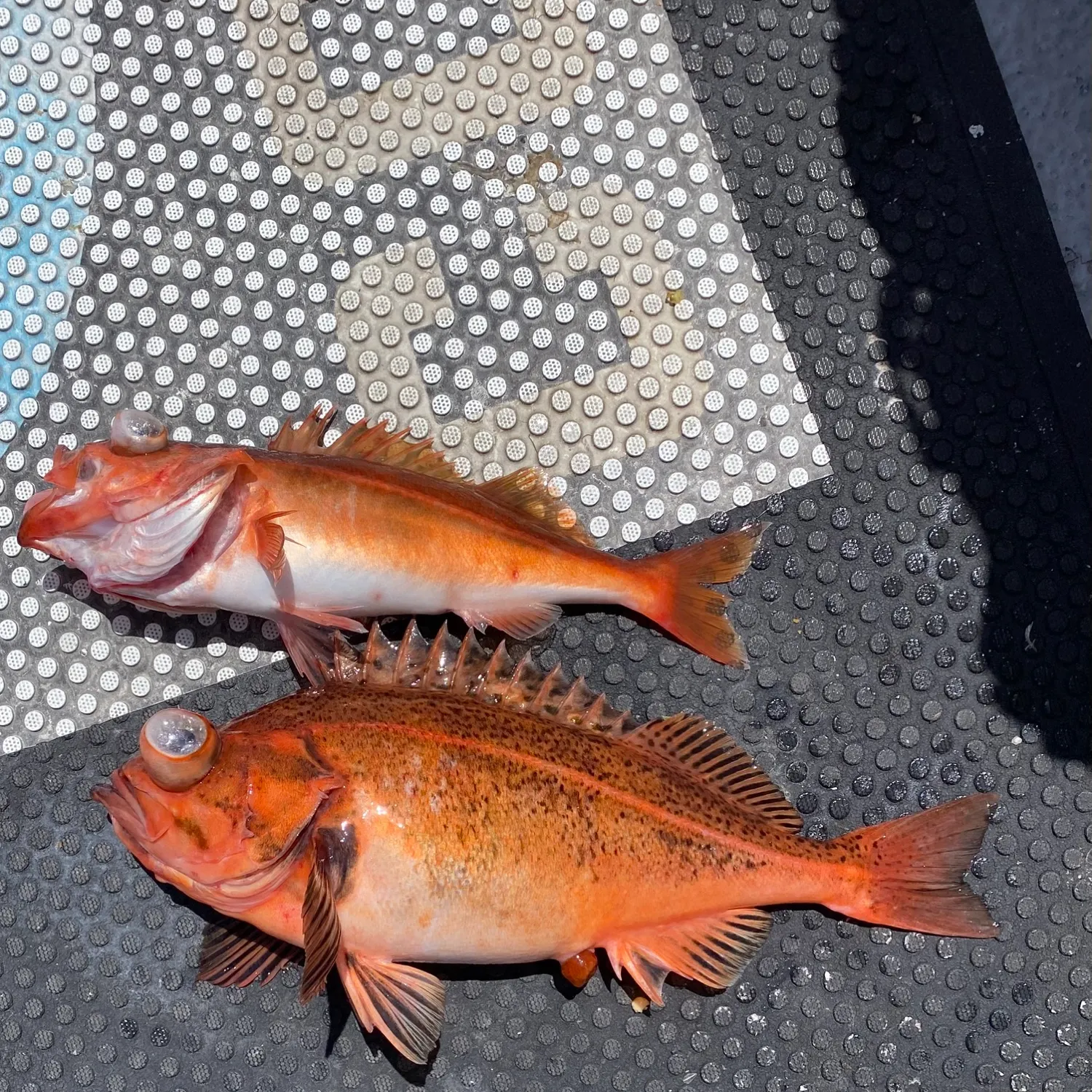 The most recent Chilipepper catches on Fishbrain