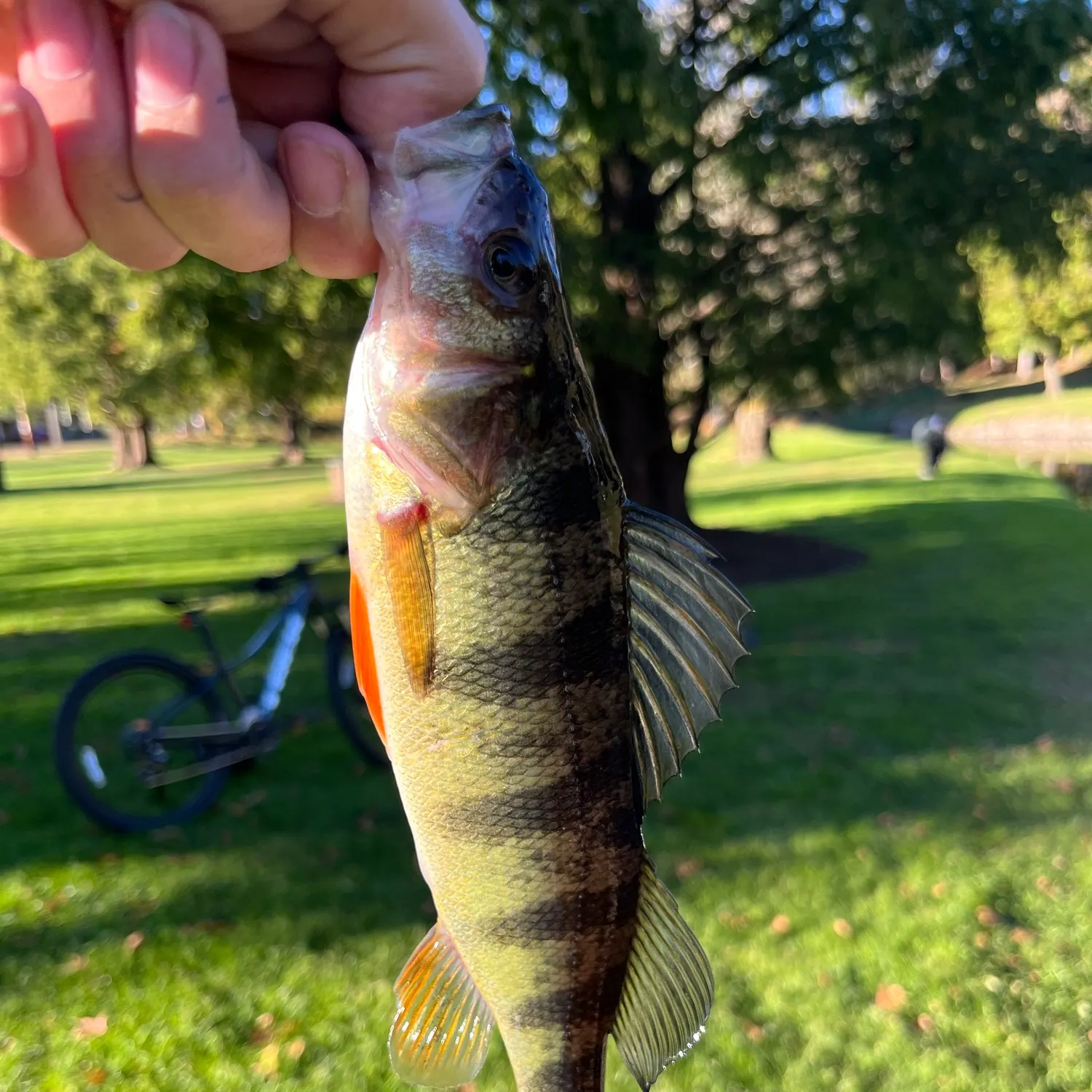 Yellow perch caught on Fishbrain