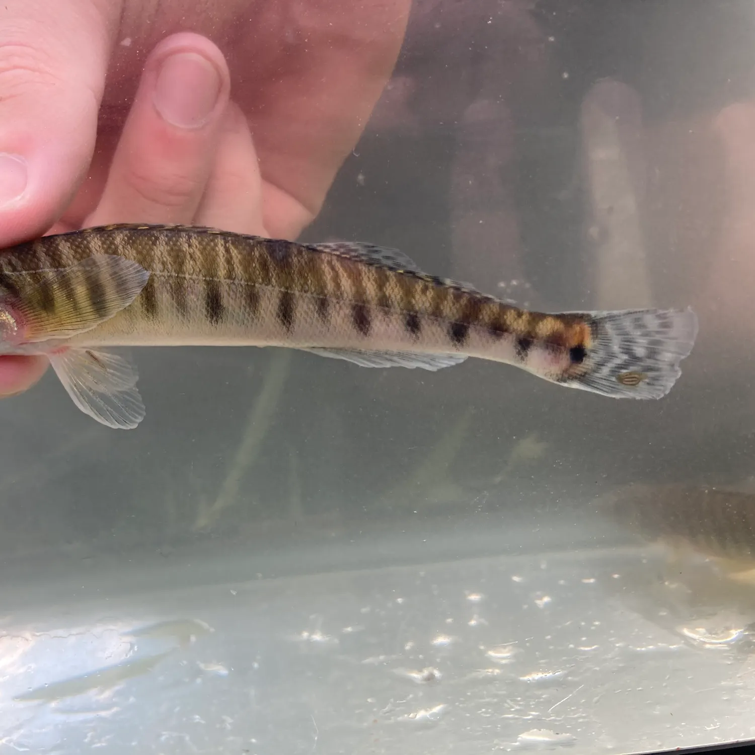 The most recent Common logperch catches on Fishbrain