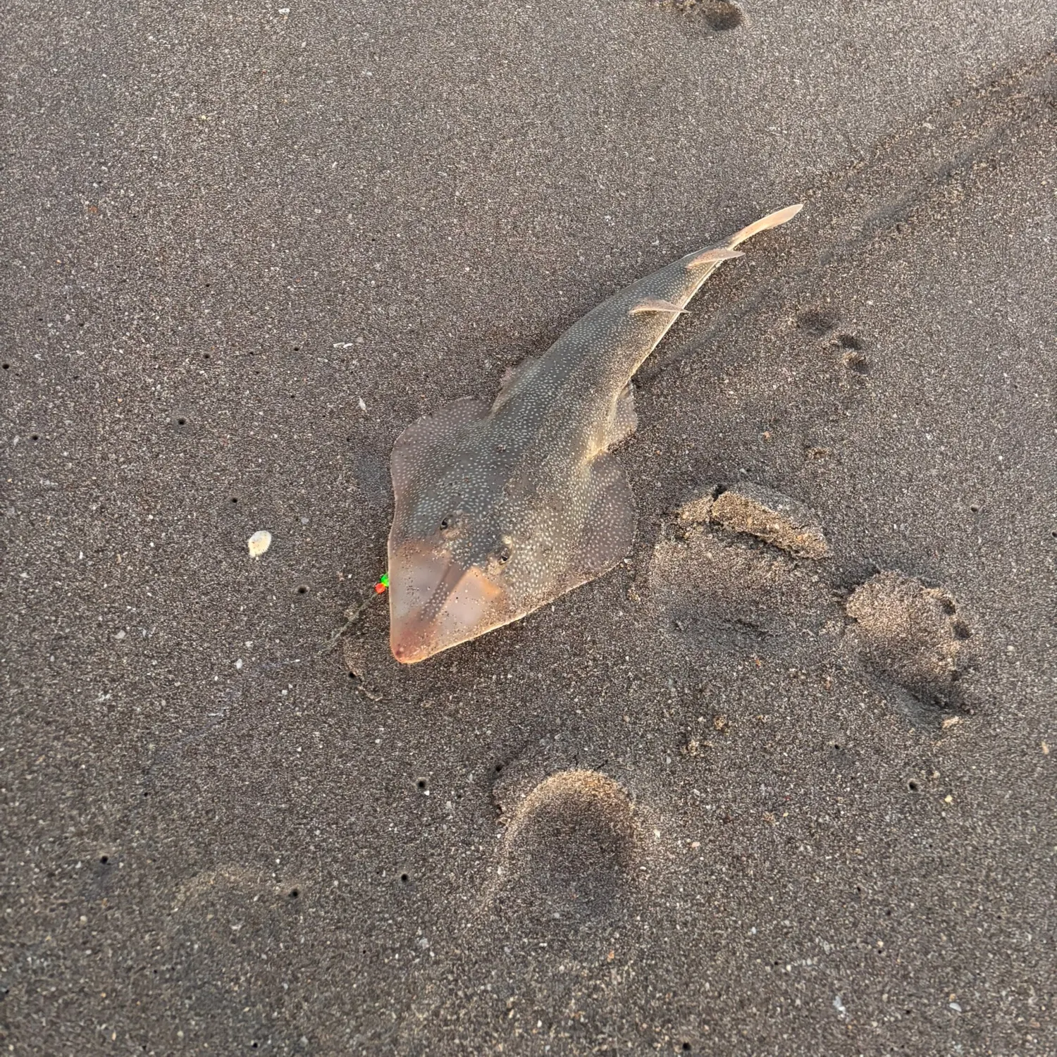 The most recent Atlantic shovelnose guitarfish catches on Fishbrain