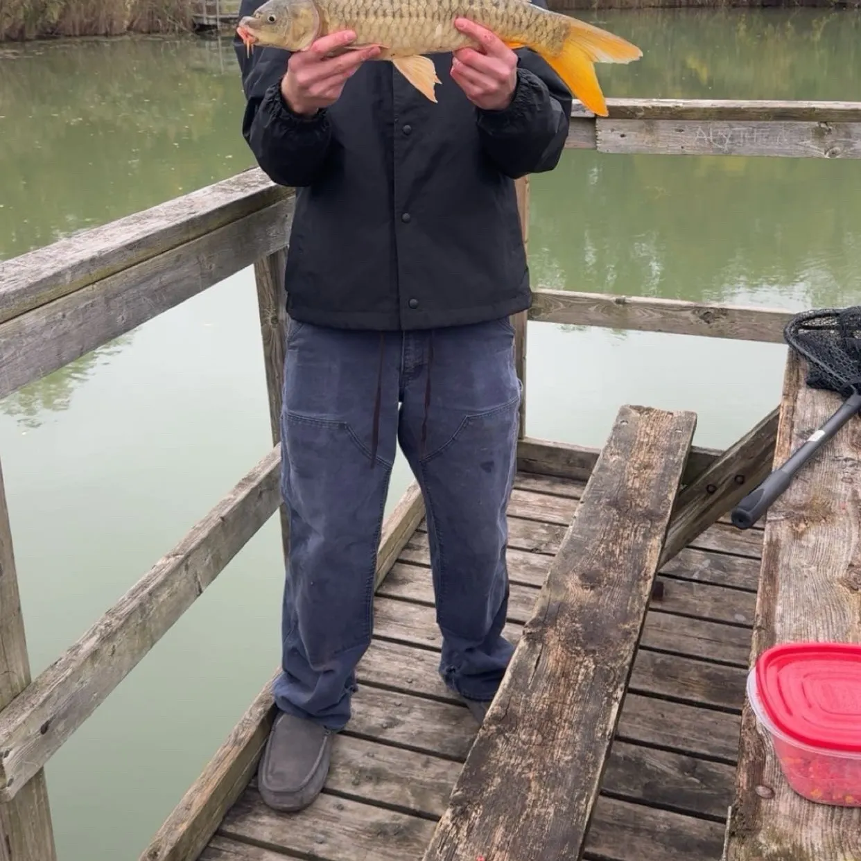 Common carp caught on Fishbrain