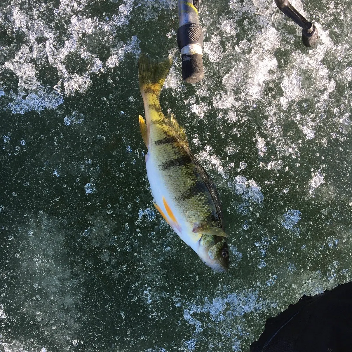 Yellow perch caught on Fishbrain