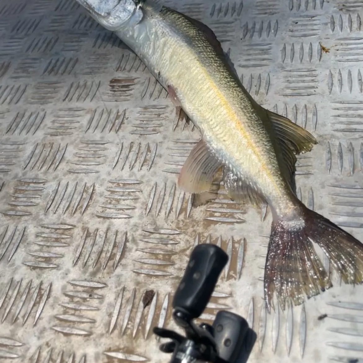 The most recent Atlantic needlefish catches on Fishbrain