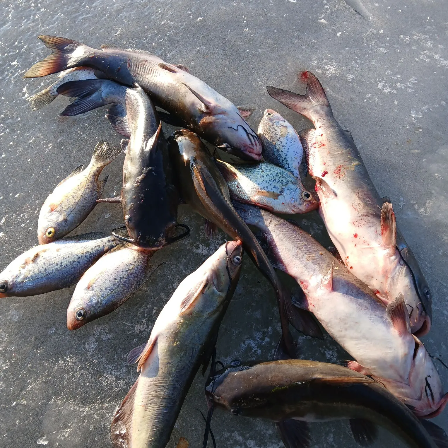 recently logged catches