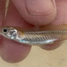 The most recent Inland silverside catches on Fishbrain