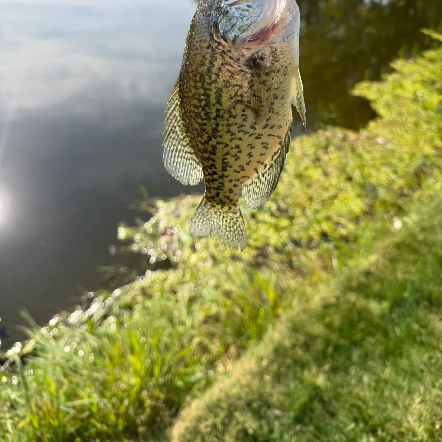 Black crappie caught on Fishbrain