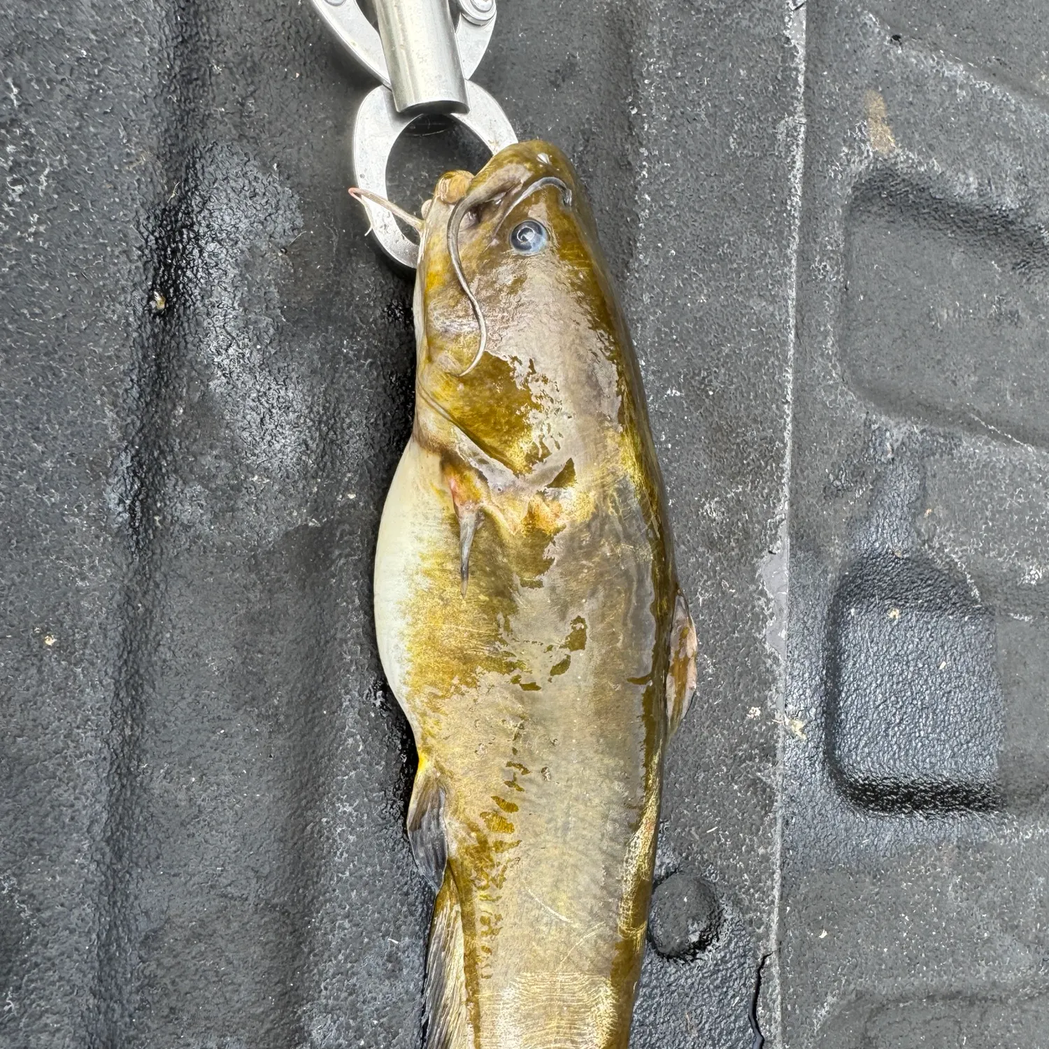 Yellow bullhead caught on Fishbrain