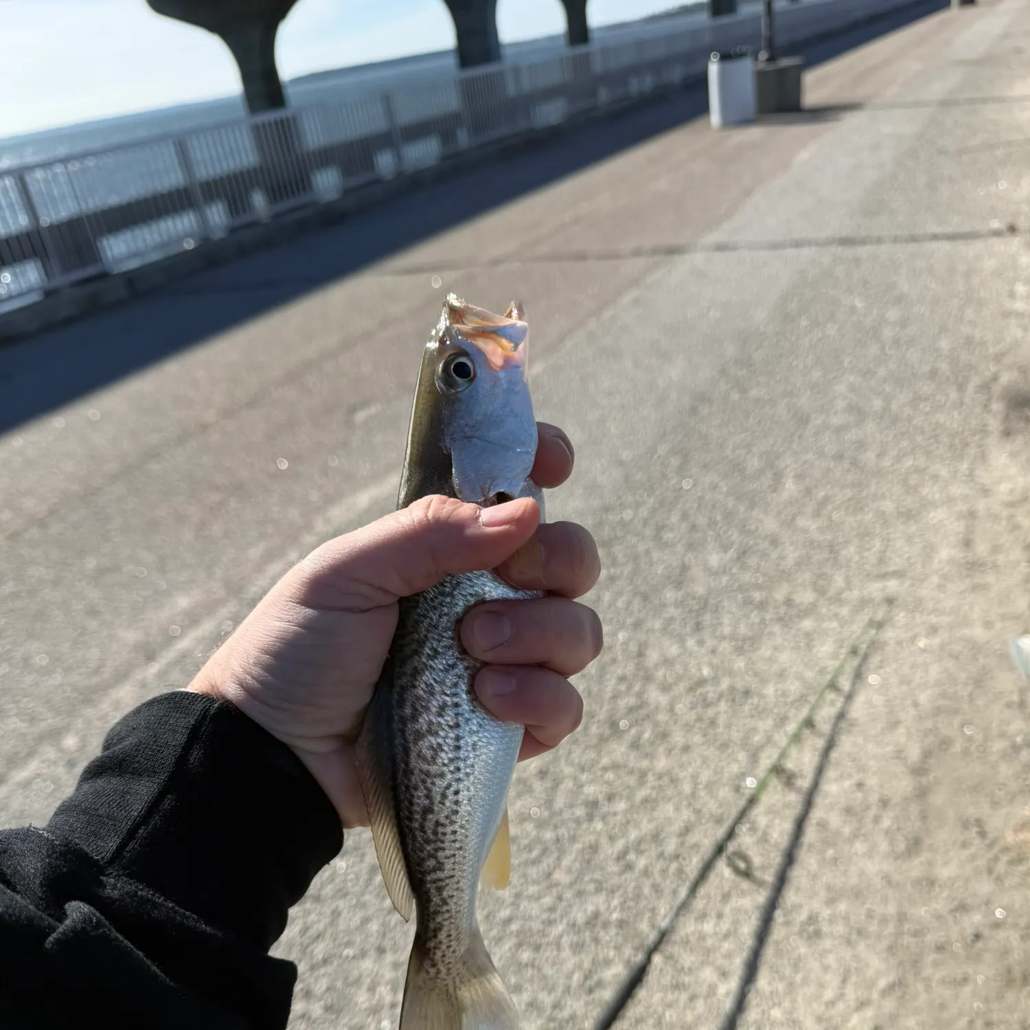 The most recent Gray weakfish catches on Fishbrain