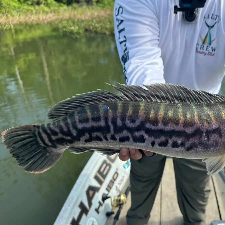 The most recent Indonesian snakehead catches on Fishbrain