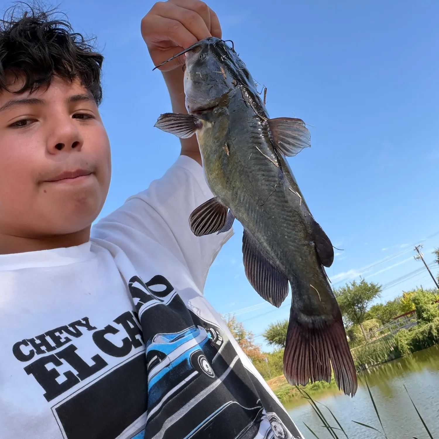 Flathead catfish caught on Fishbrain