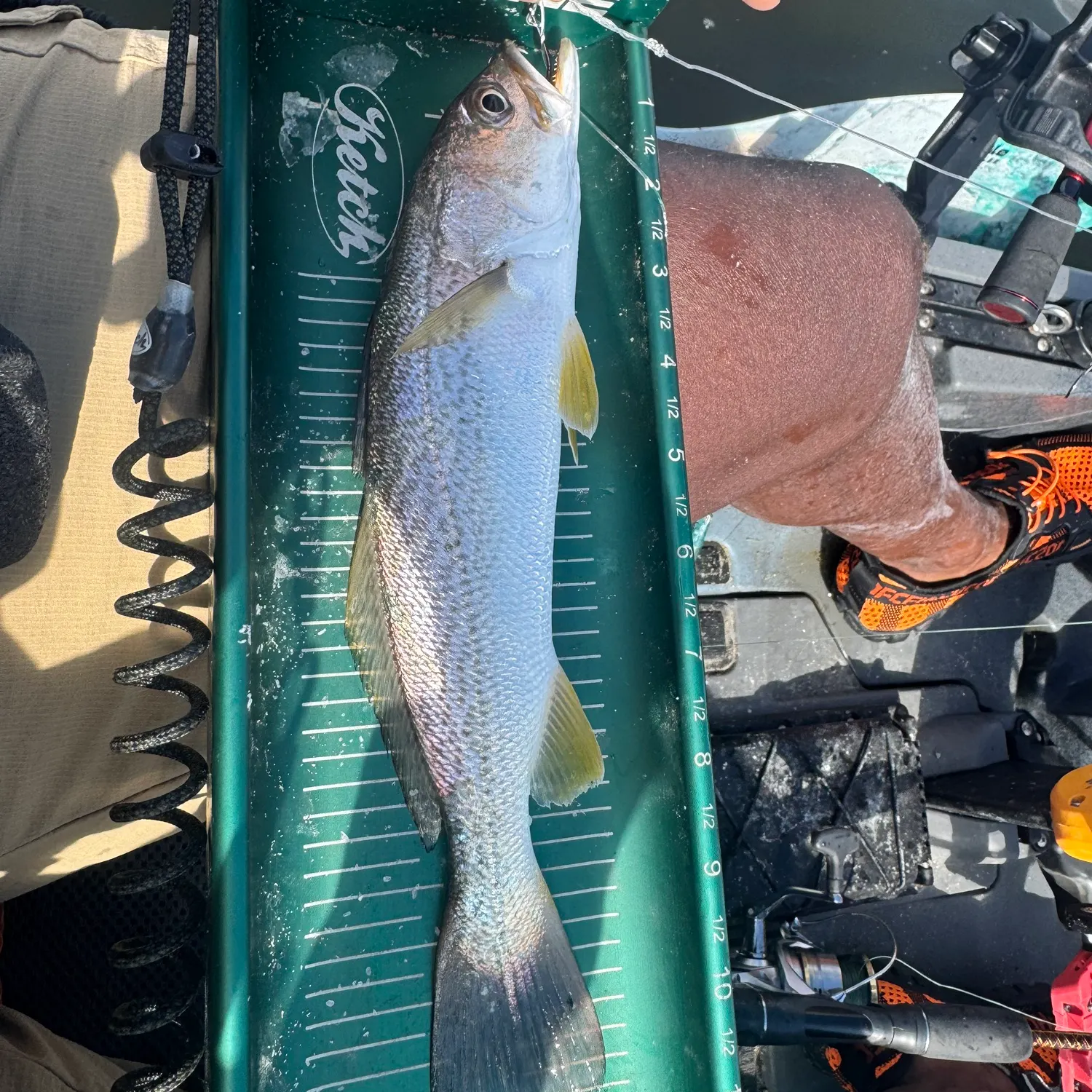 Gray weakfish caught on Fishbrain