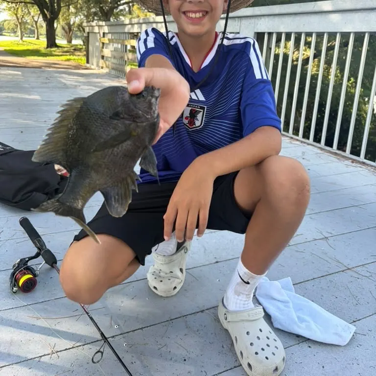Bluegill caught on Fishbrain