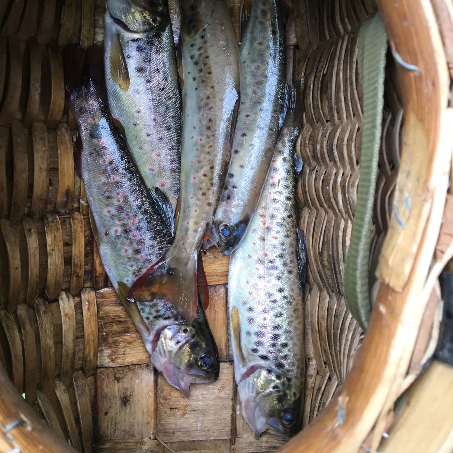 recently logged catches