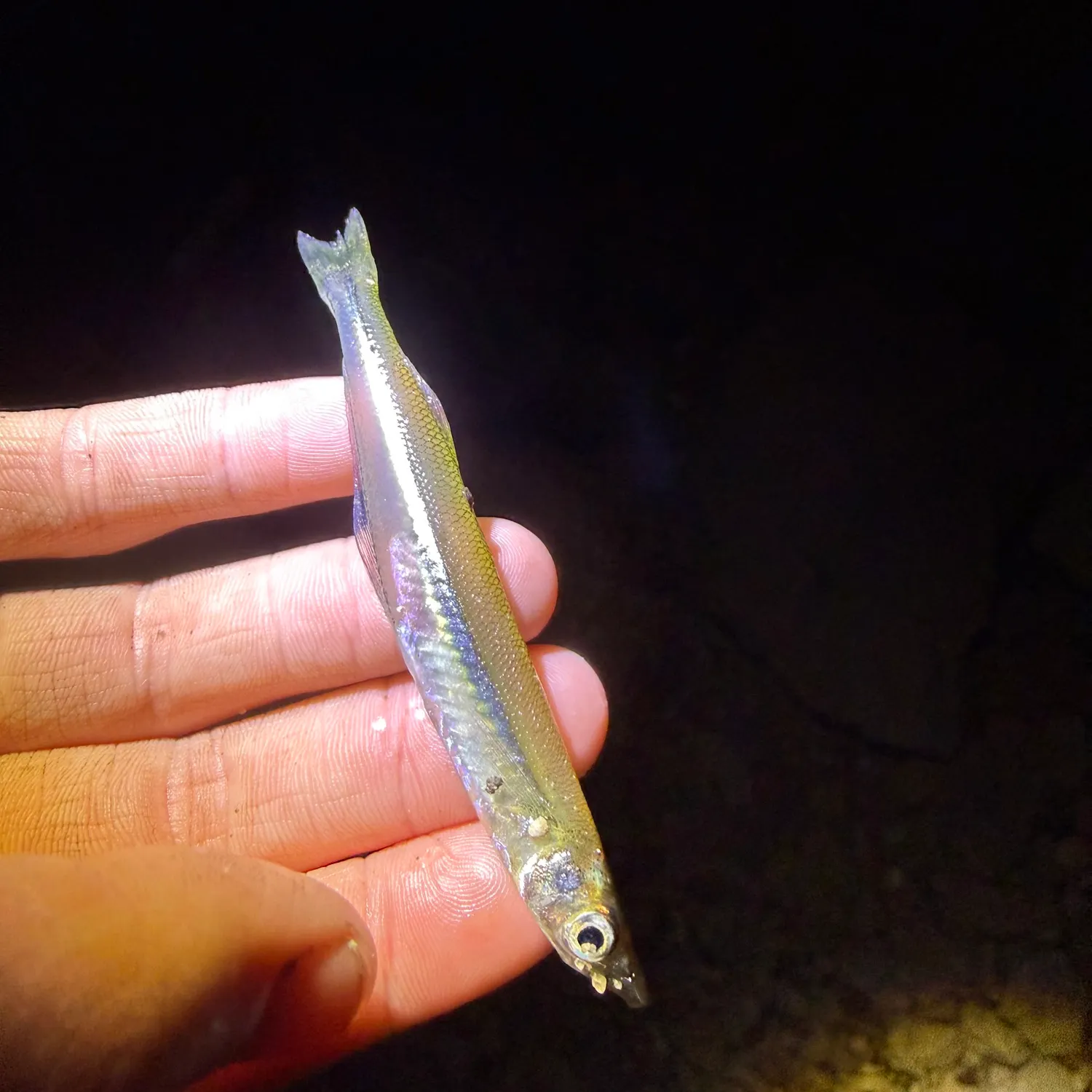 The most recent Brook silverside catches on Fishbrain