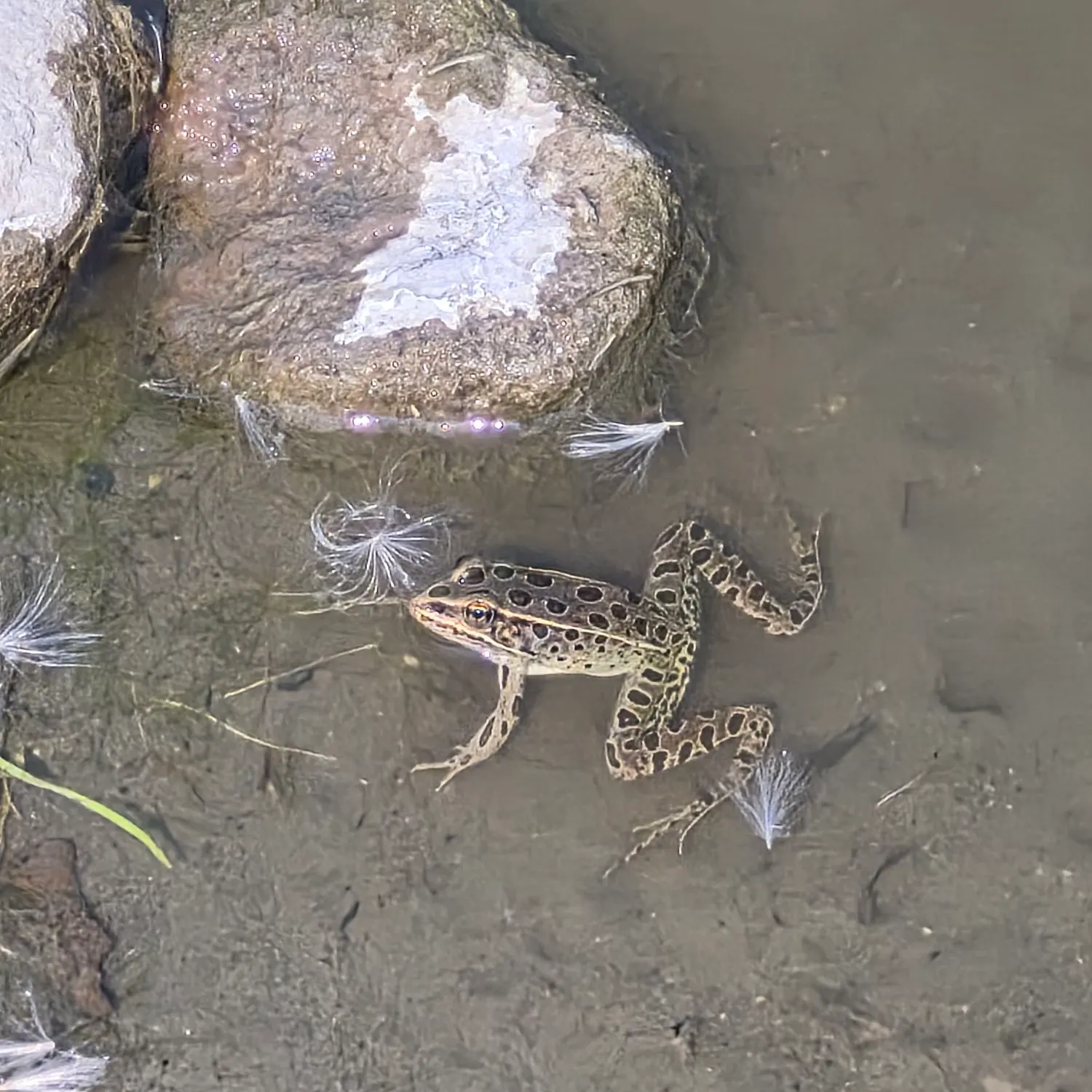 The most recent Northern leopard frog catches on Fishbrain