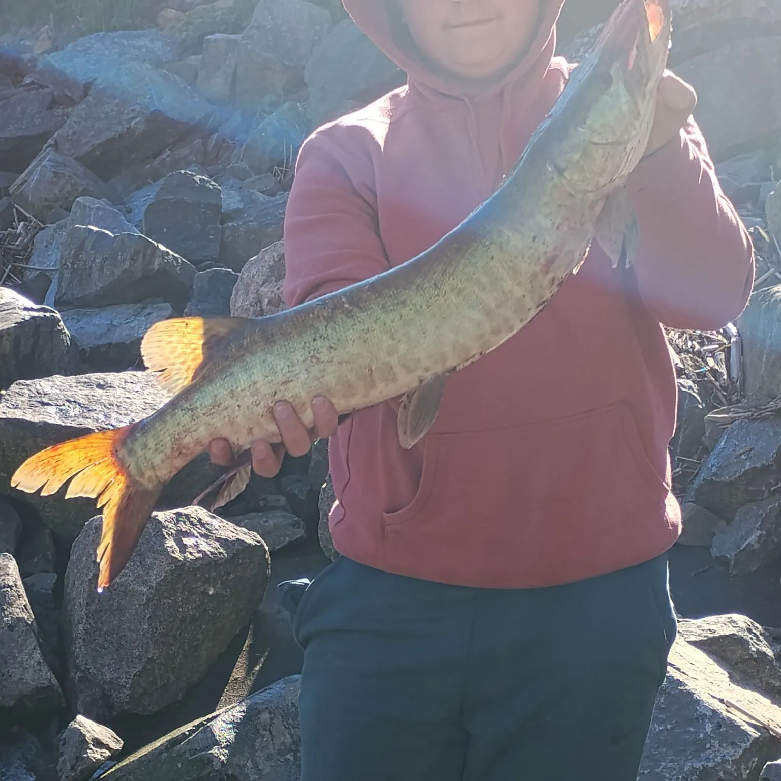 The most recent Muskellunge catches on Fishbrain