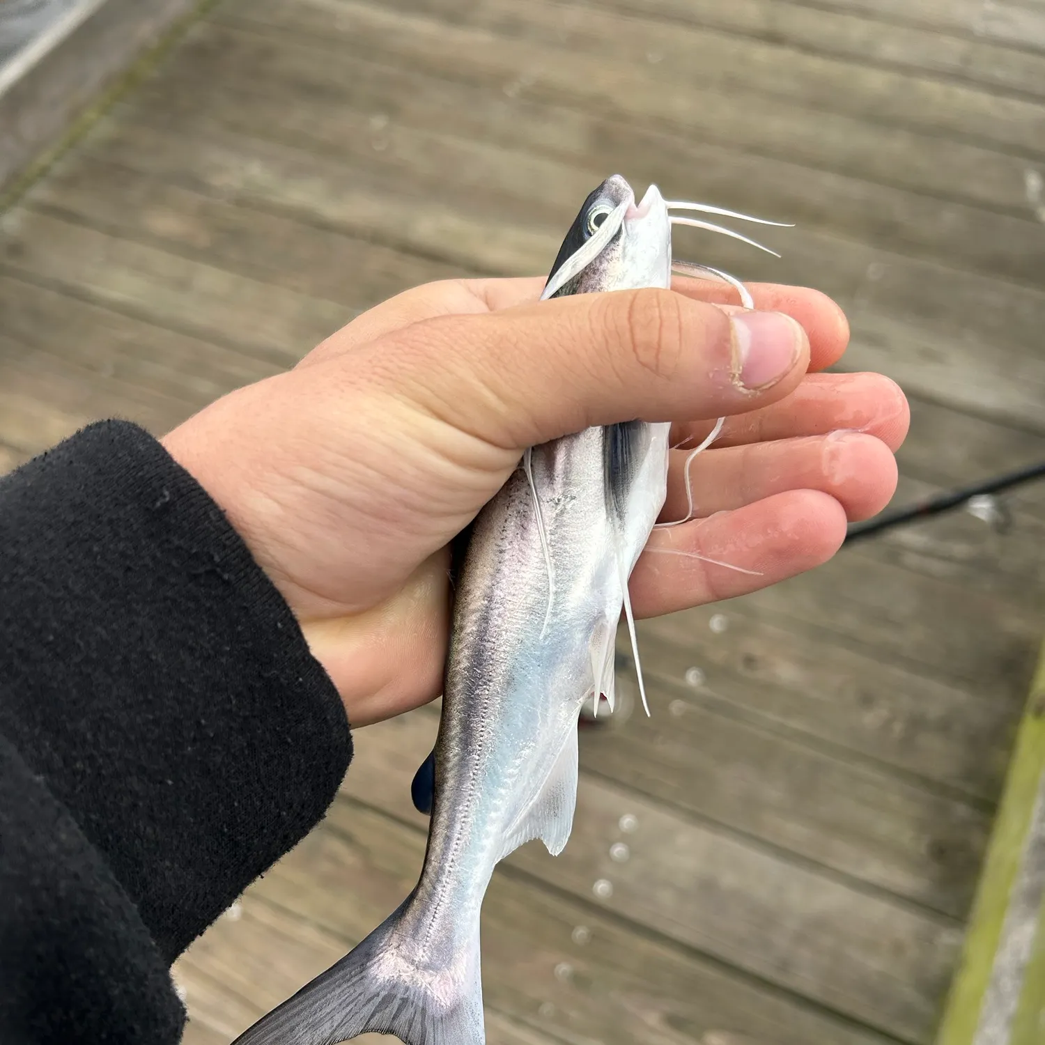 Gafftopsail sea catfish caught on Fishbrain