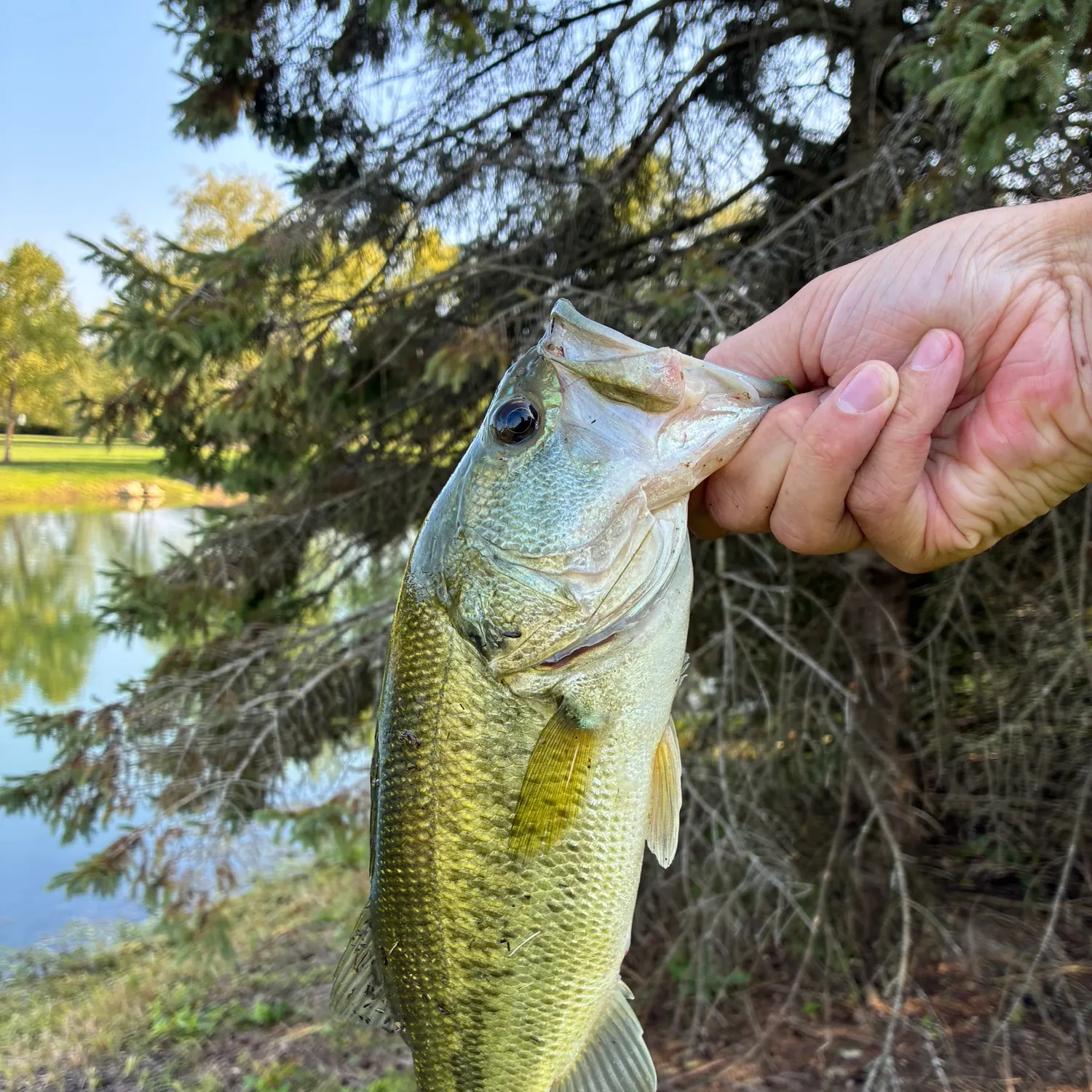 Largemouth bass caught on Fishbrain