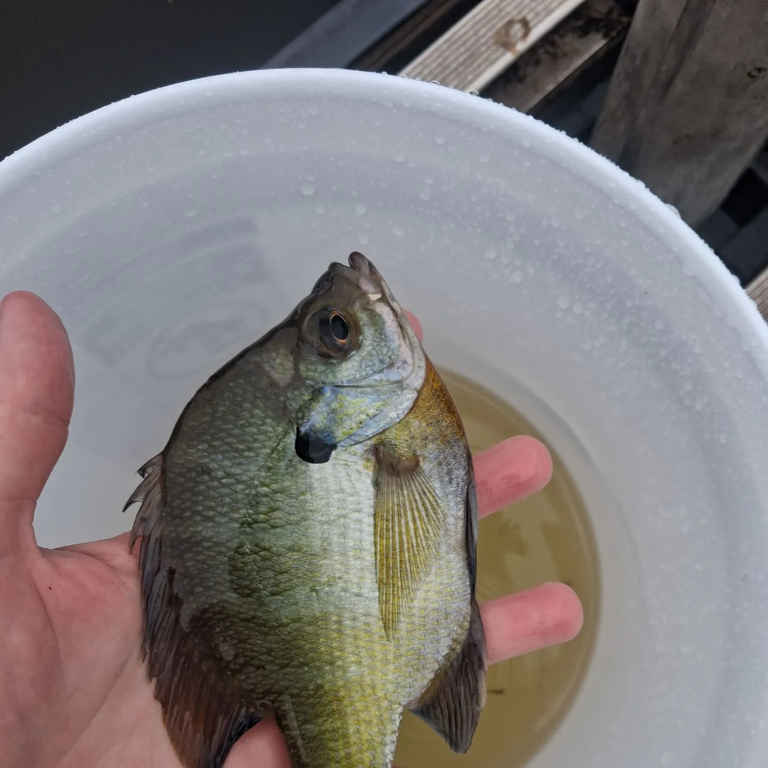 Bluegill caught on Fishbrain