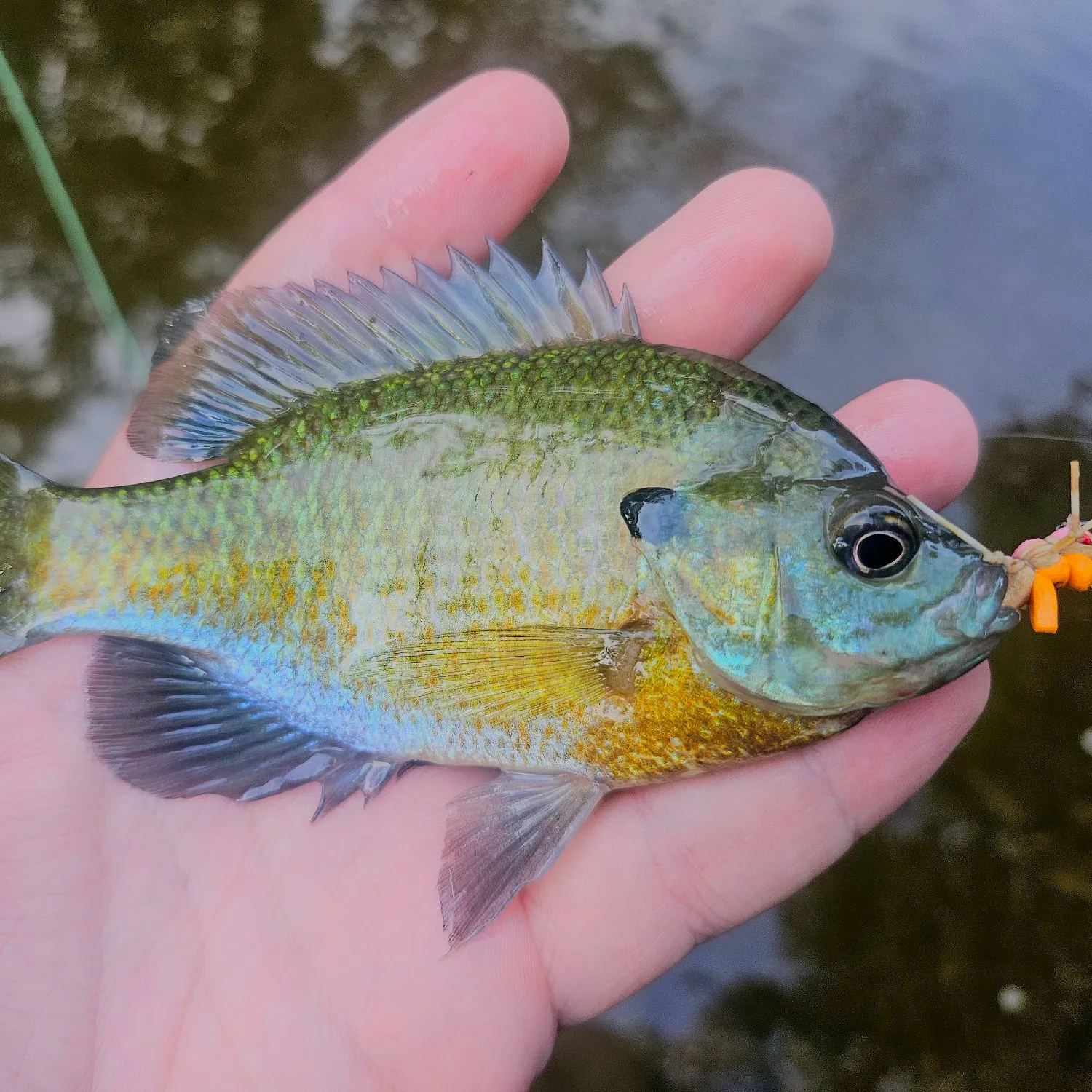 Bluegill caught on Fishbrain