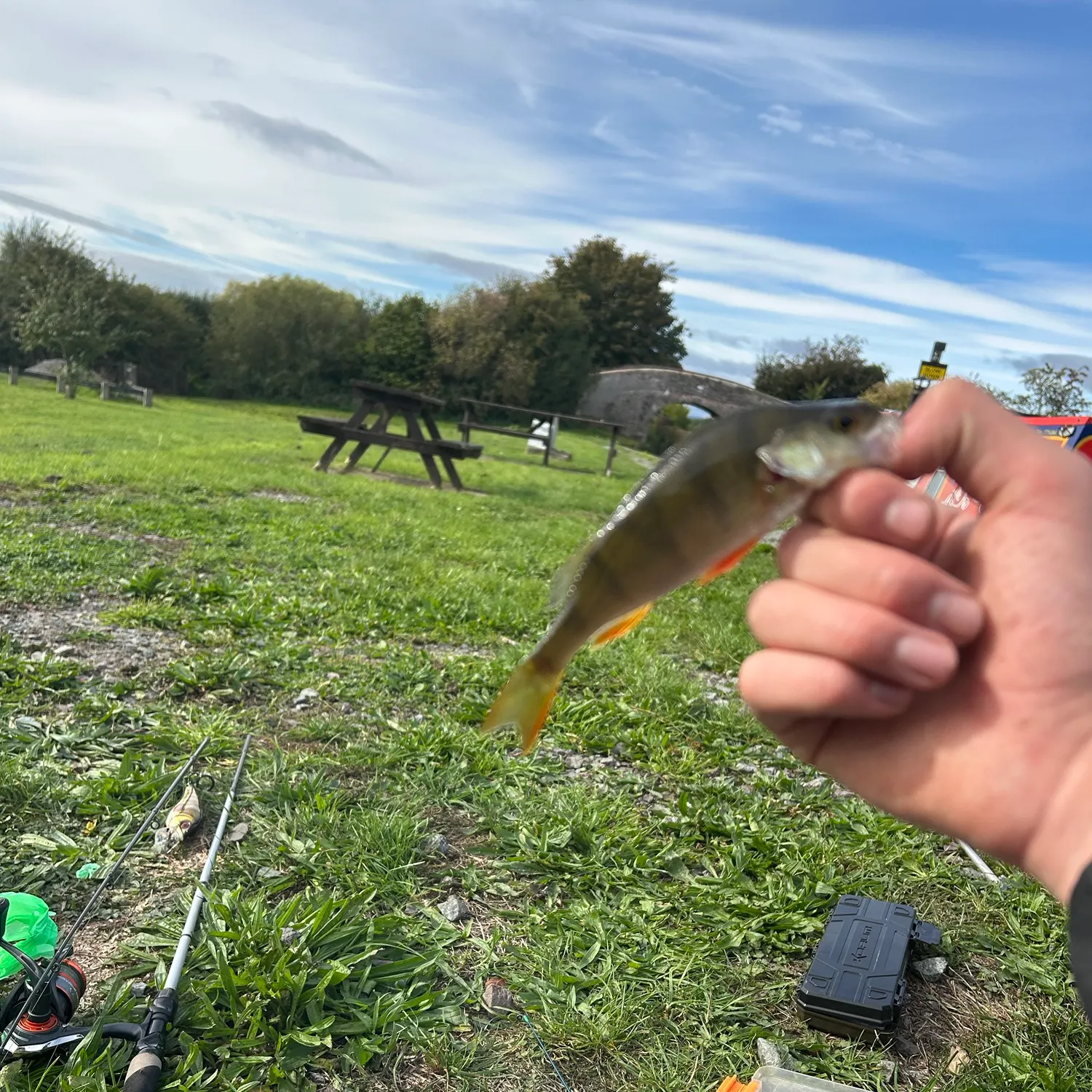 European perch caught on Fishbrain