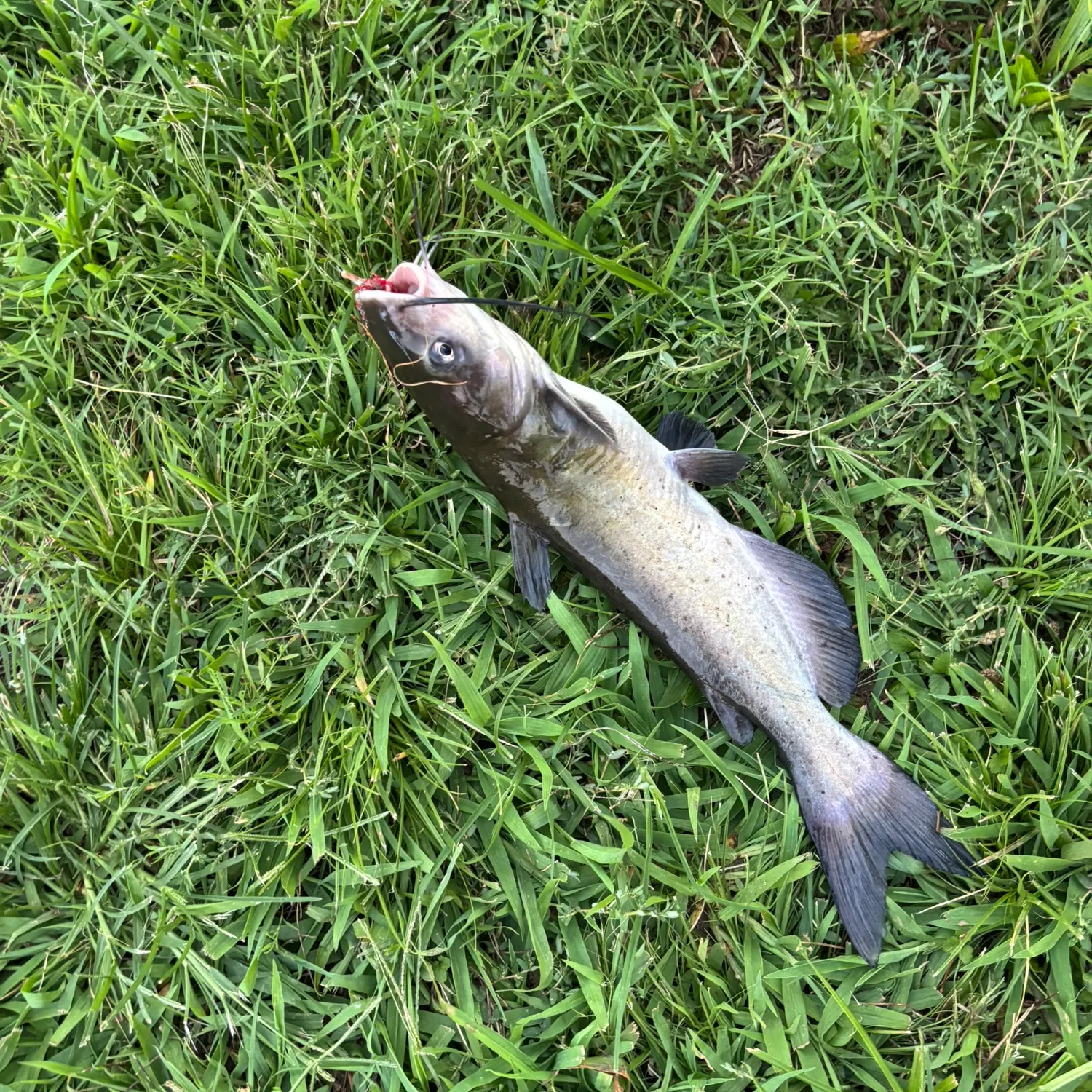 Channel catfish caught on Fishbrain