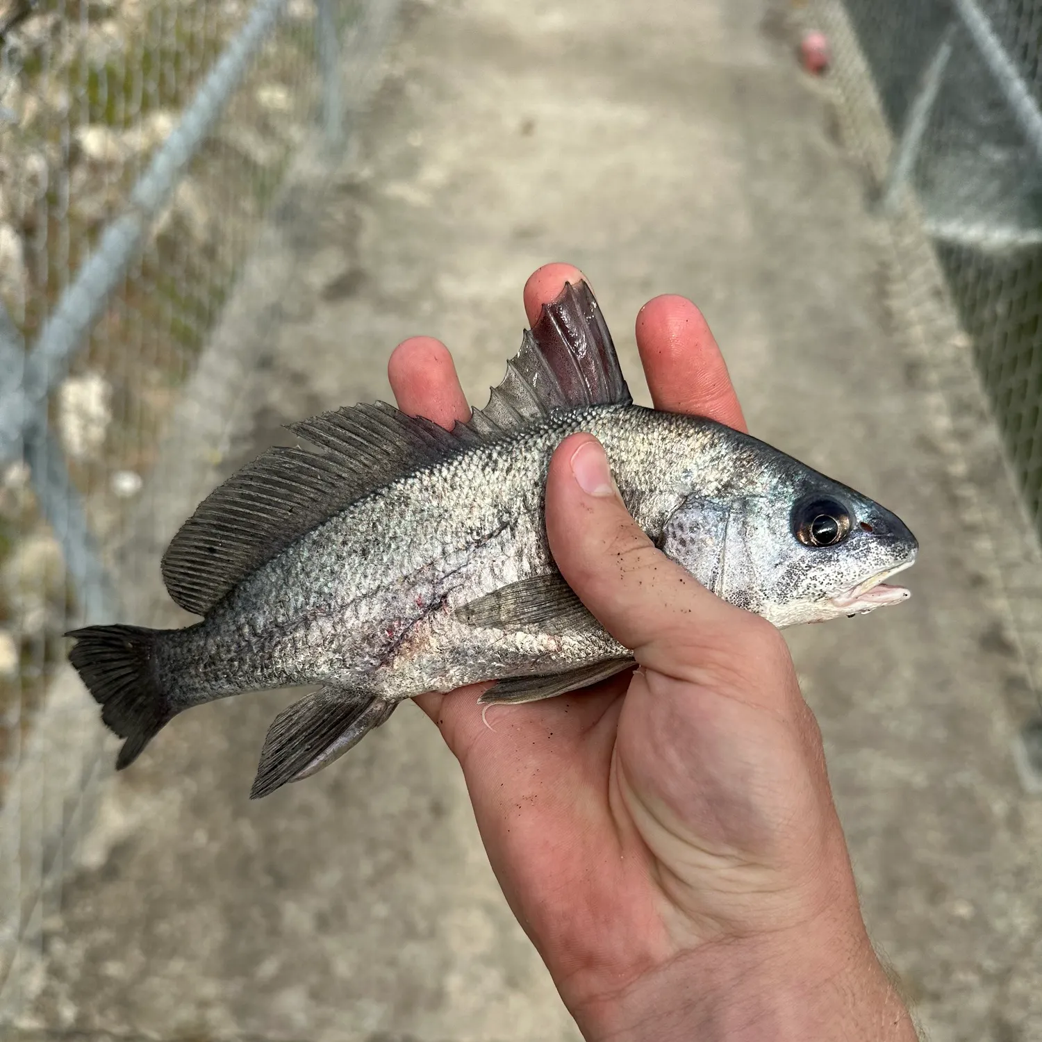 Freshwater drum caught on Fishbrain