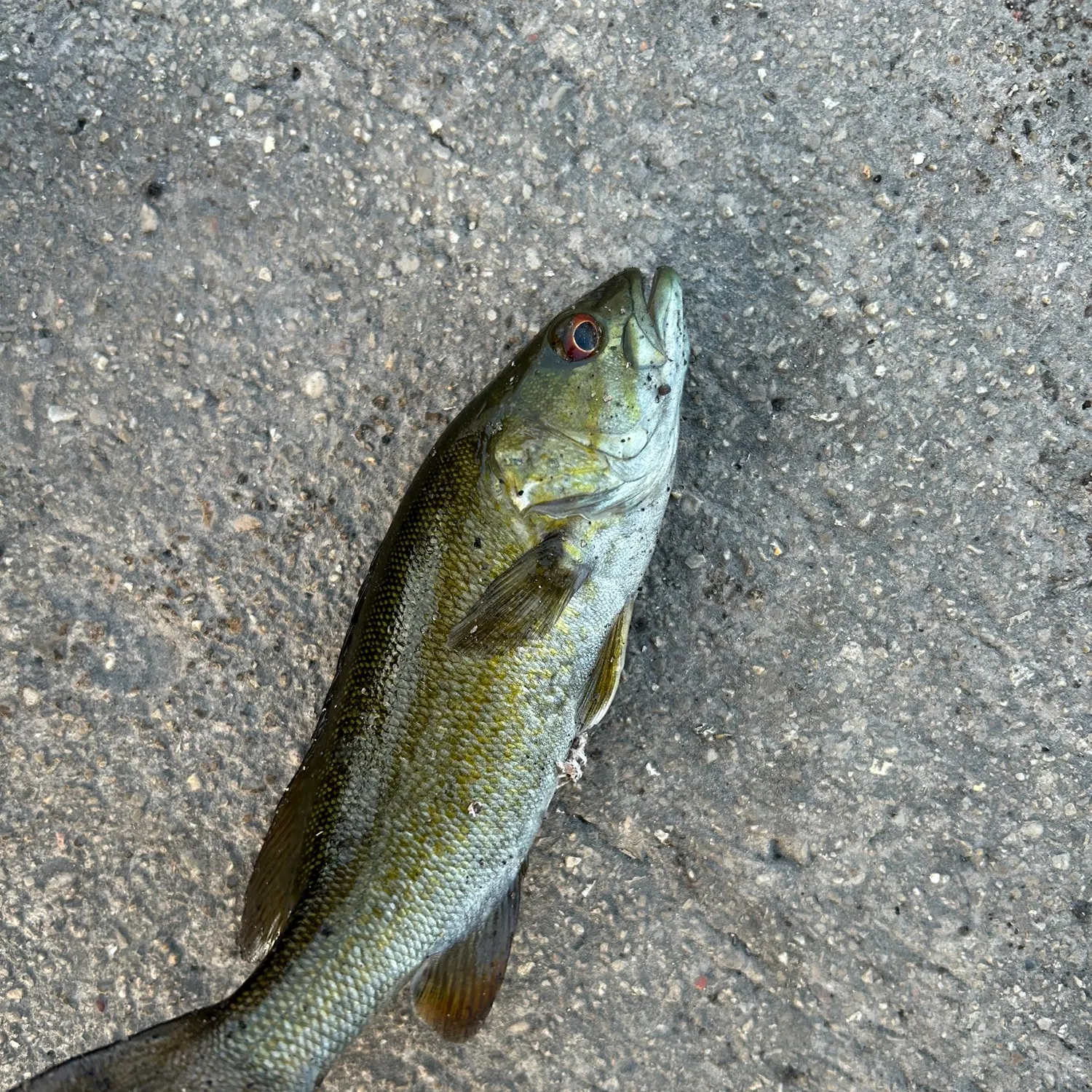 Smallmouth bass caught on Fishbrain