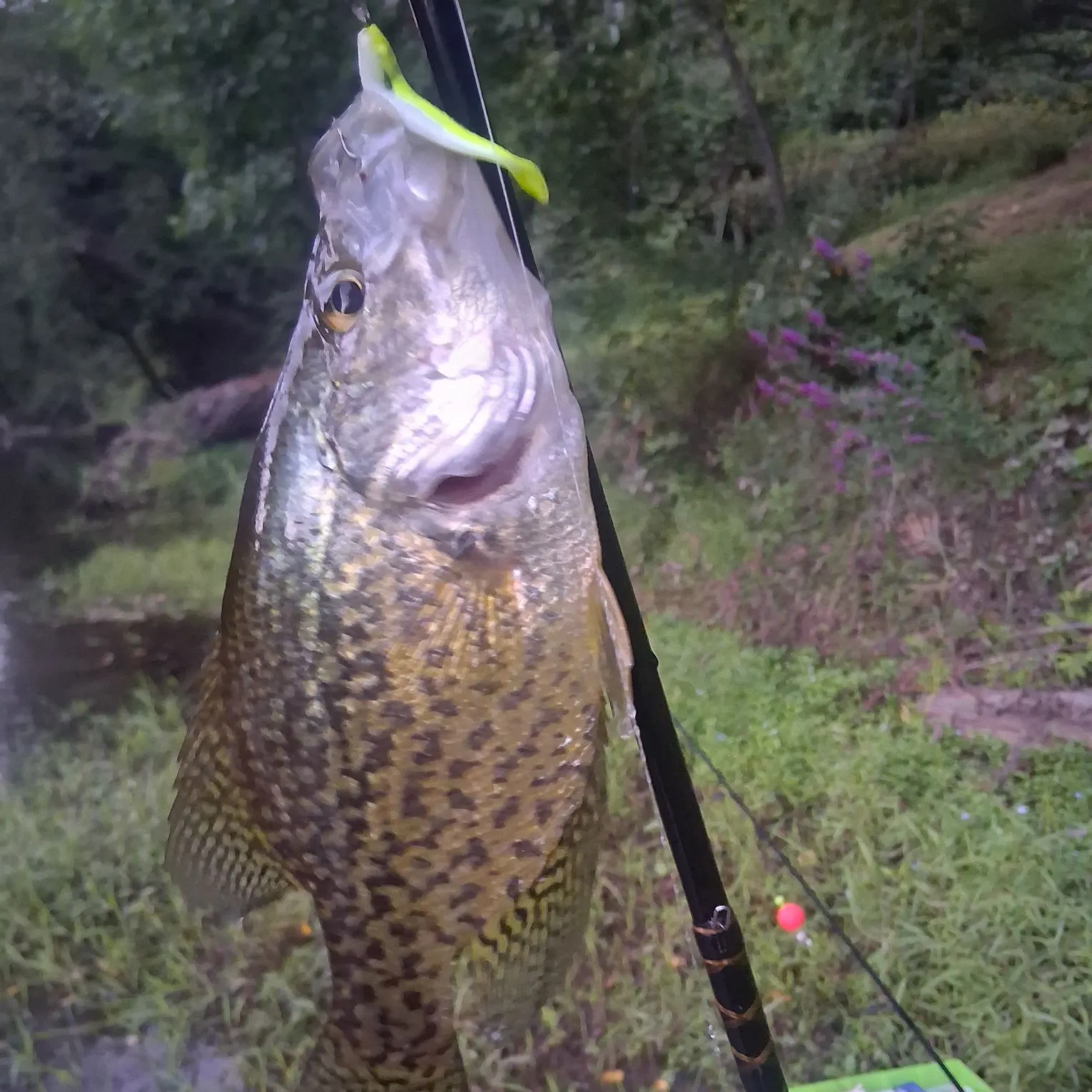 The most recent Black crappie catches on Fishbrain