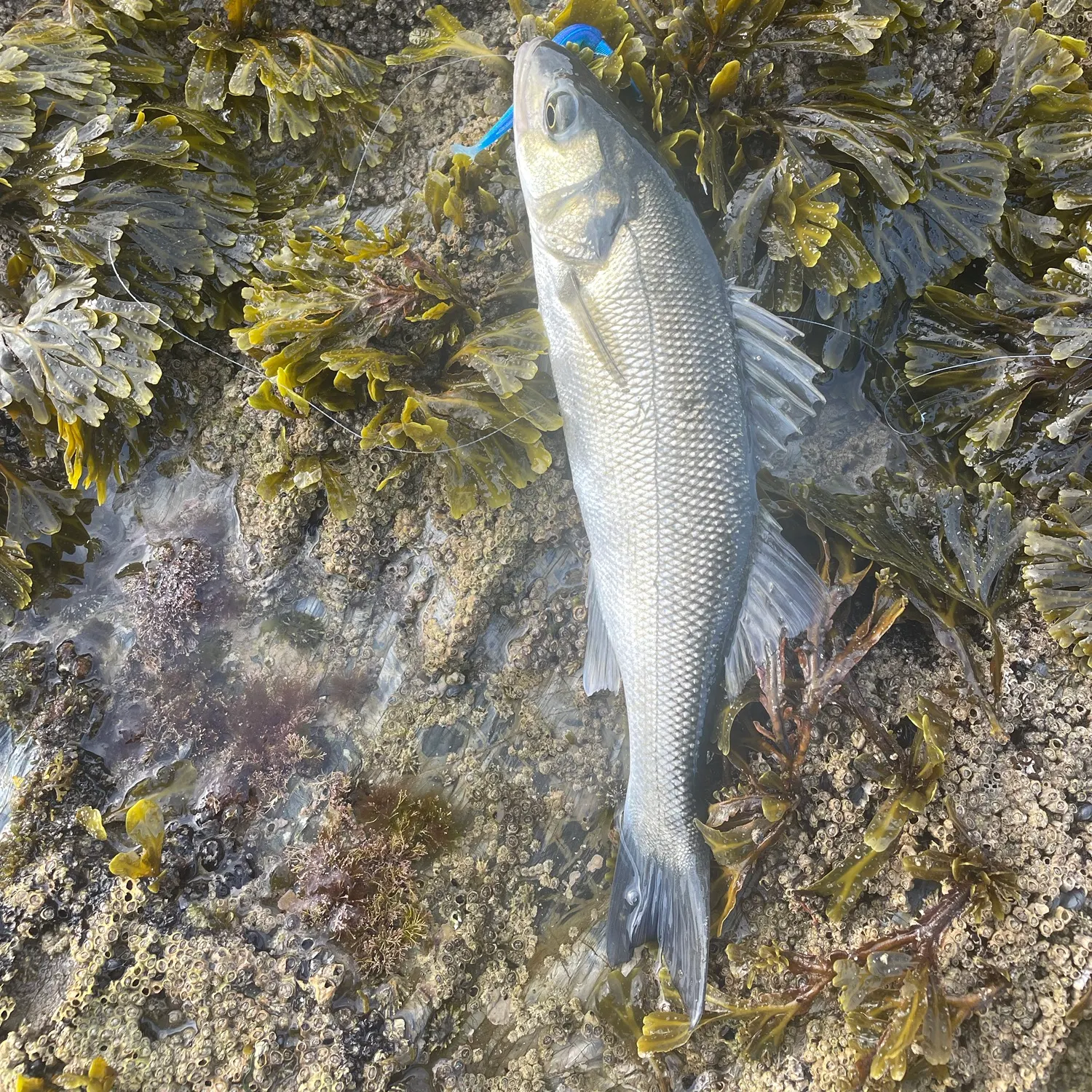 European seabass caught on Fishbrain