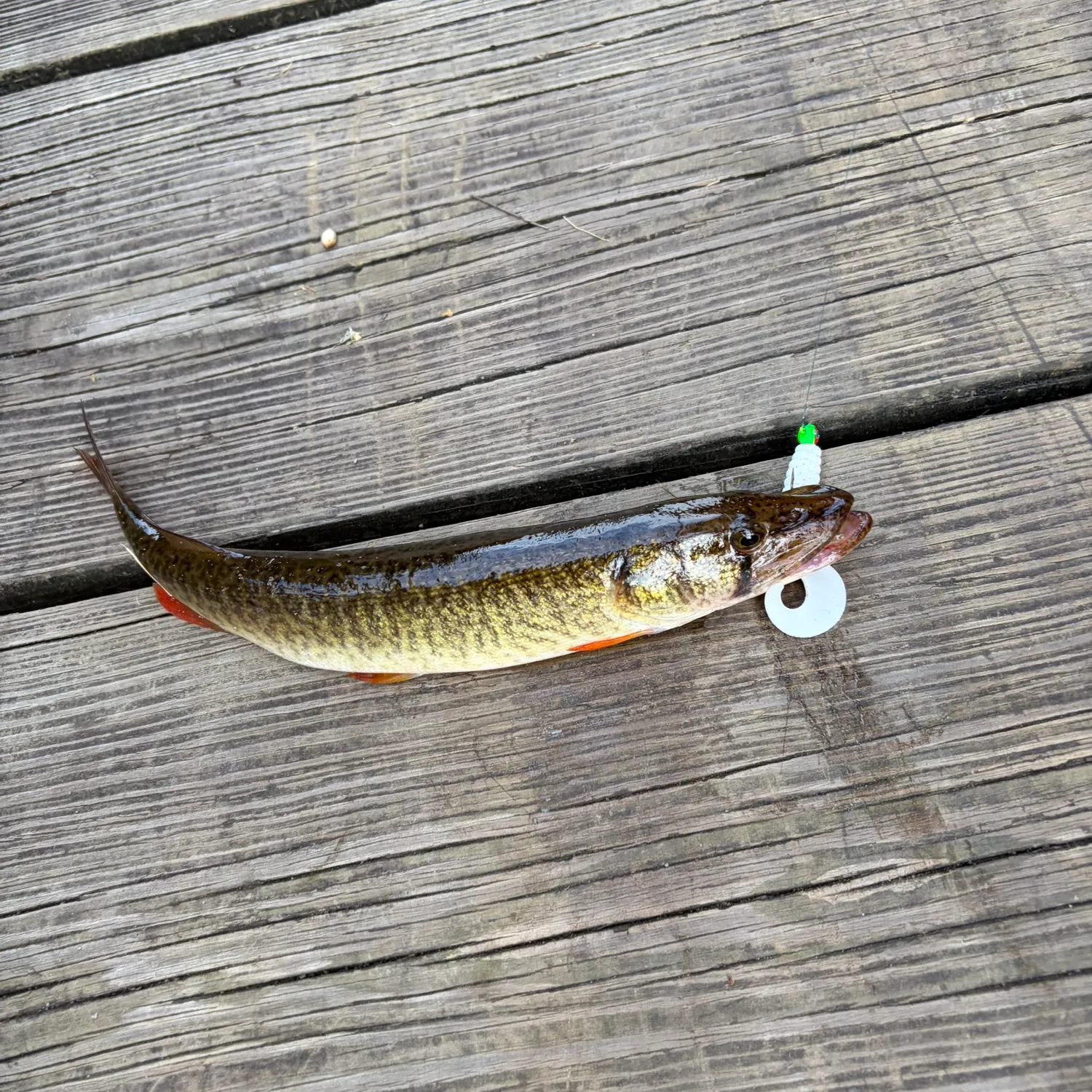 The most recent Grass pickerel catches on Fishbrain