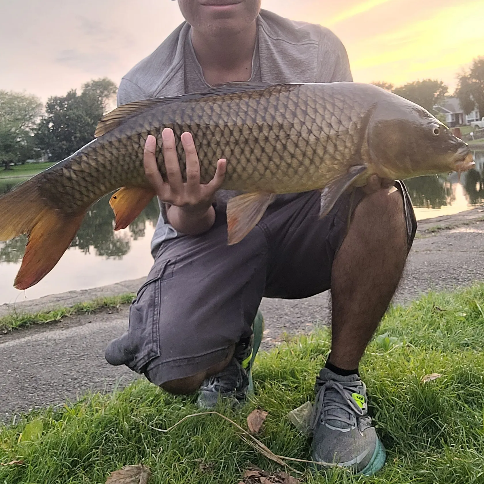 Common carp caught on Fishbrain