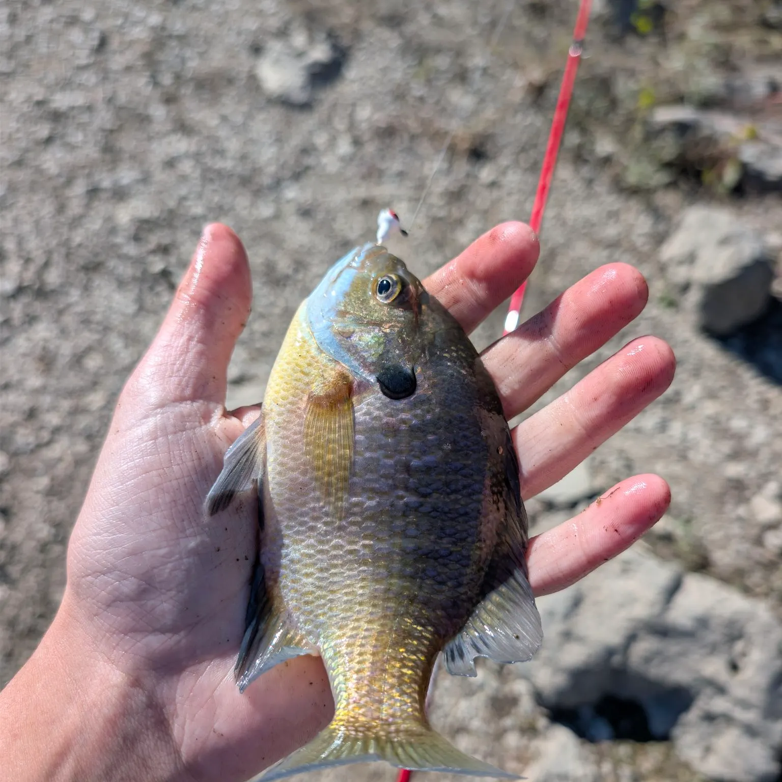 Bluegill caught on Fishbrain