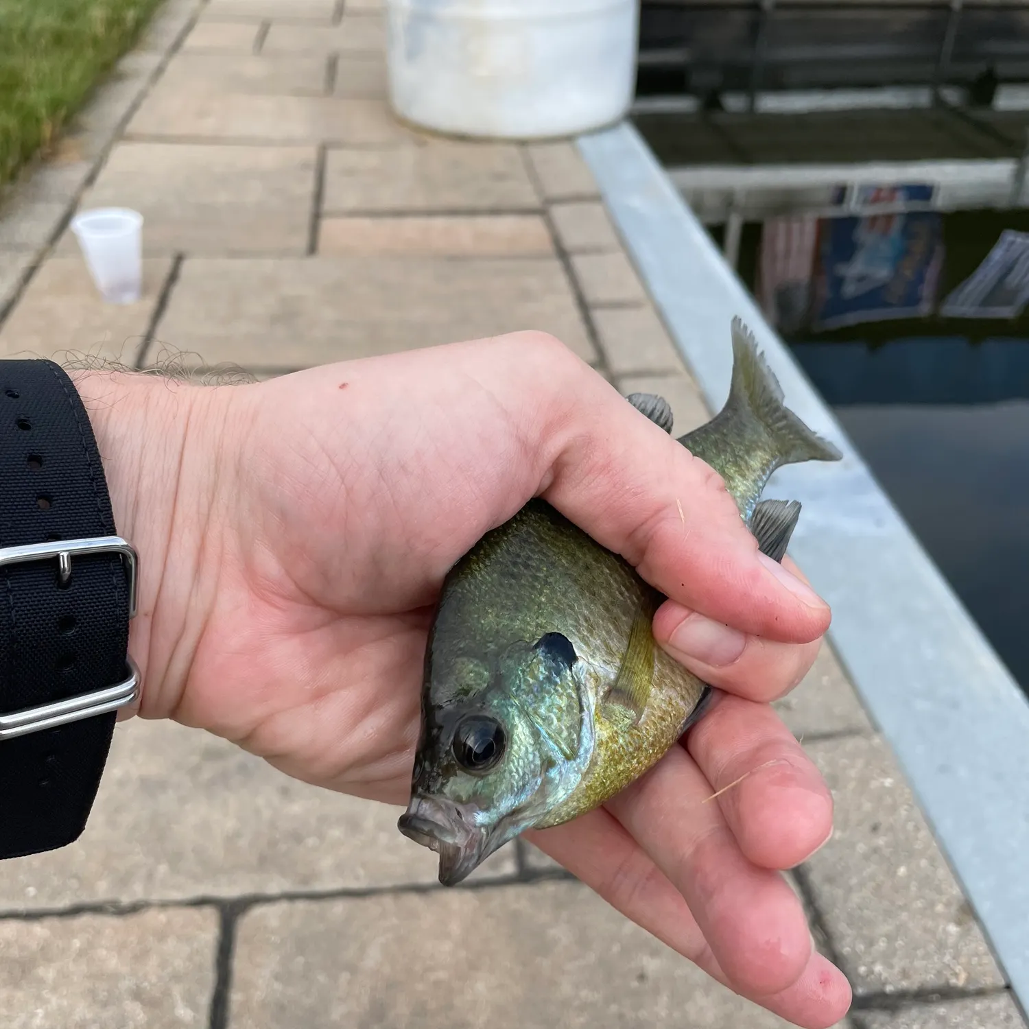 catch