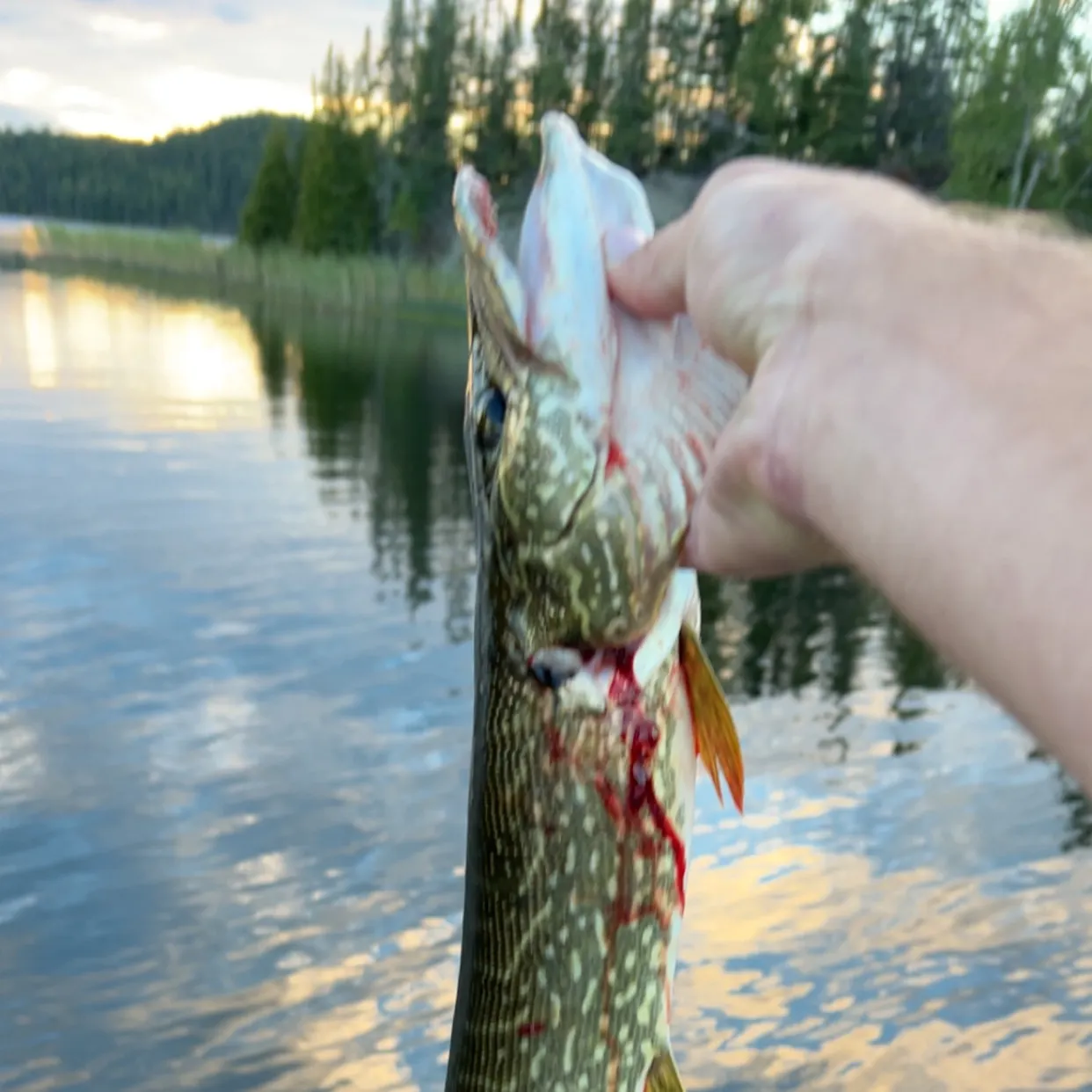Northern pike caught on Fishbrain