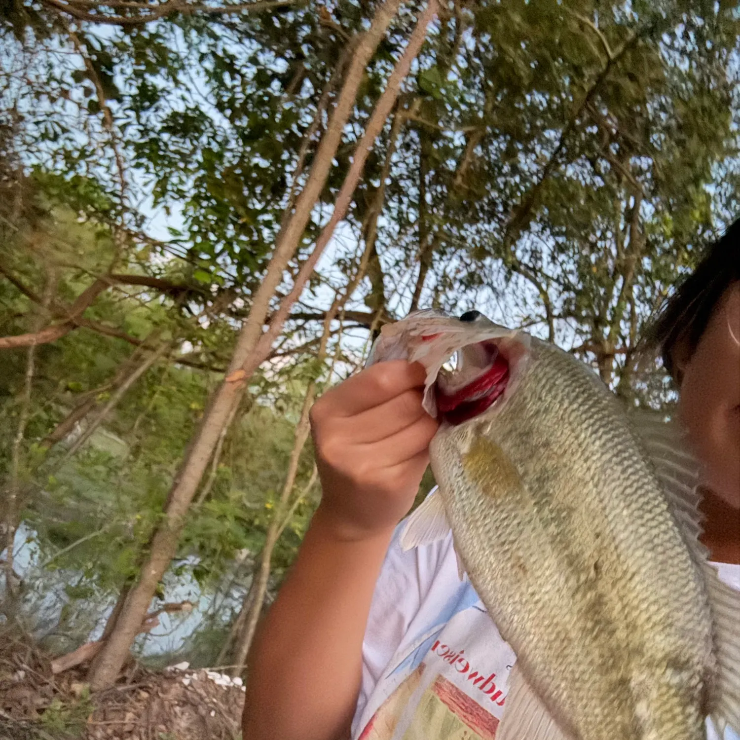The most recent Largemouth bass catches on Fishbrain