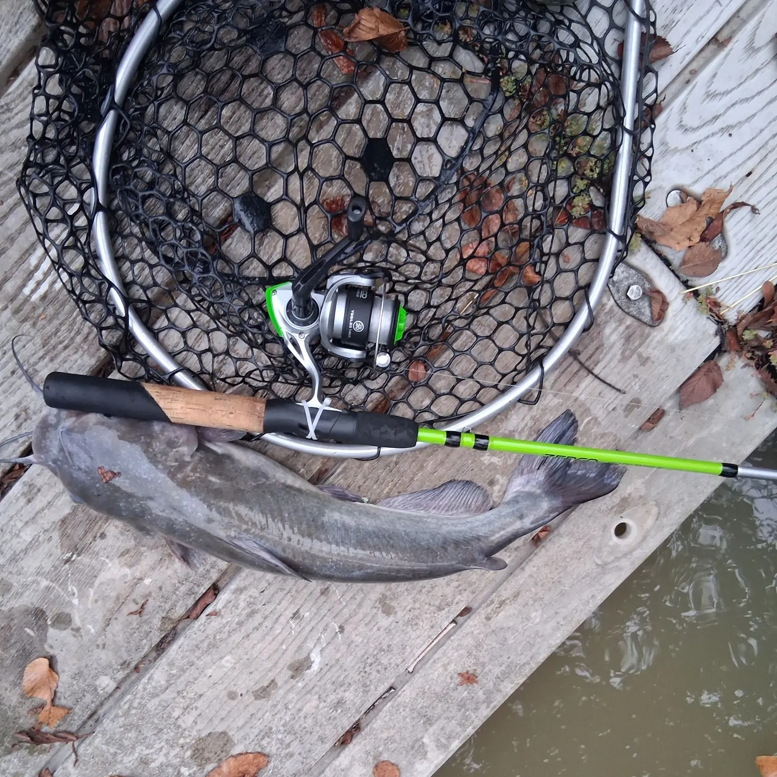 Channel catfish caught on Fishbrain